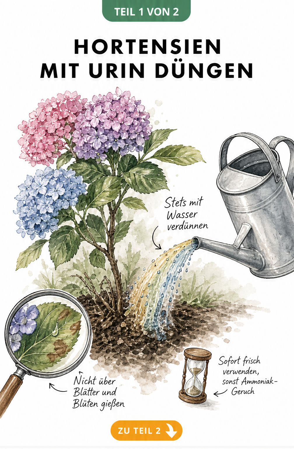 Illustration einer blühenden Hortensie, die mit einer Gießkanne gewässert wird. Der Gießstrahl zeigt die Verdünnung mit Wasser. Text warnt vor dem Gießen über...