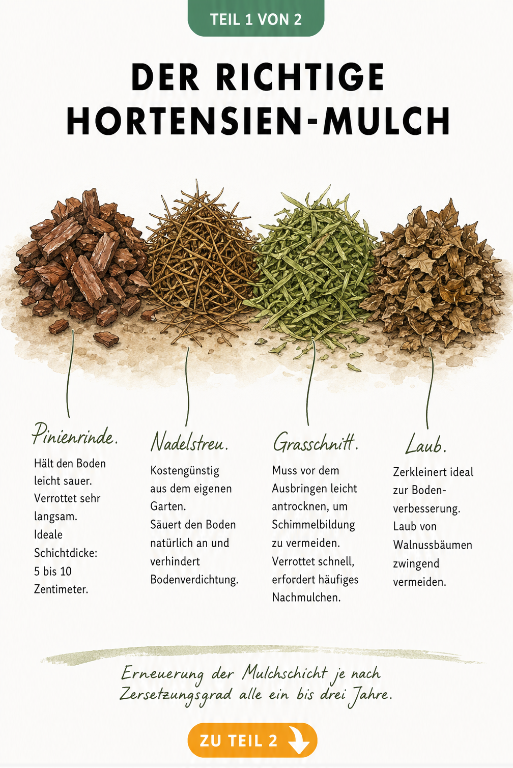 Illustration von vier verschiedenen Mulchmaterialien für Hortensien: Pinienrinde, Nadelstreu, Grasschnitt und Laub