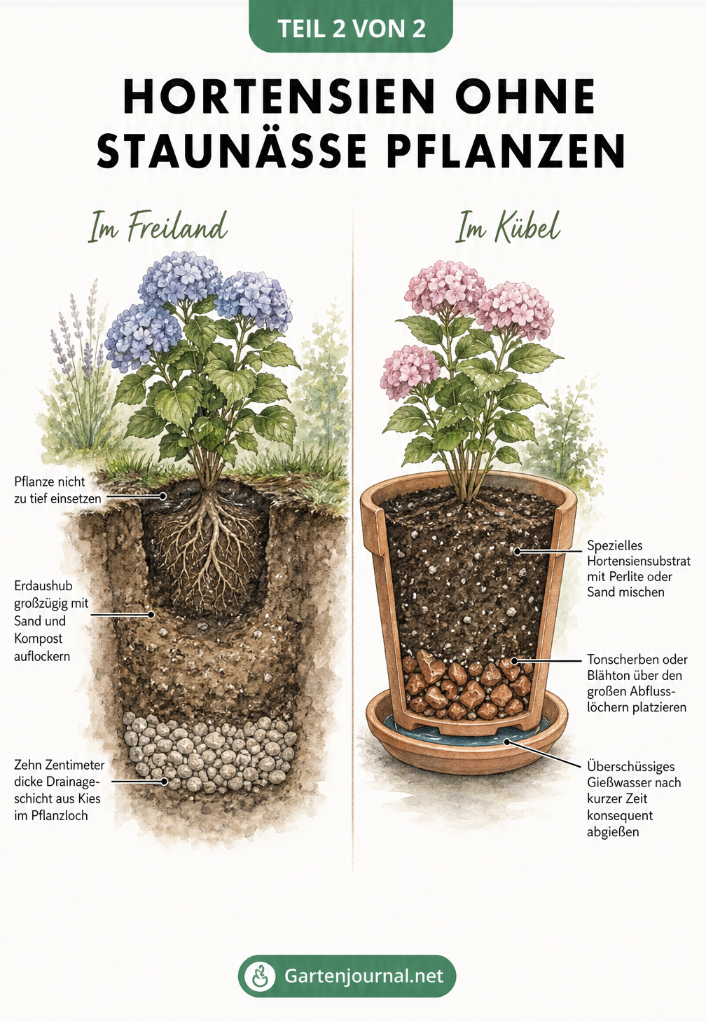 Illustration von zwei Erd-Querschnitten, die den optimalen Schichtaufbau für Hortensien im Freiland und im Kübel zur Vermeidung von Staunässe zeigen.