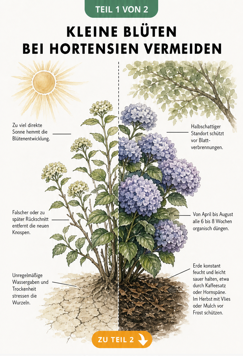Illustration einer Hortensie, die links durch Stressfaktoren kleine Blüten bildet und rechts durch ideale Pflege üppig blüht