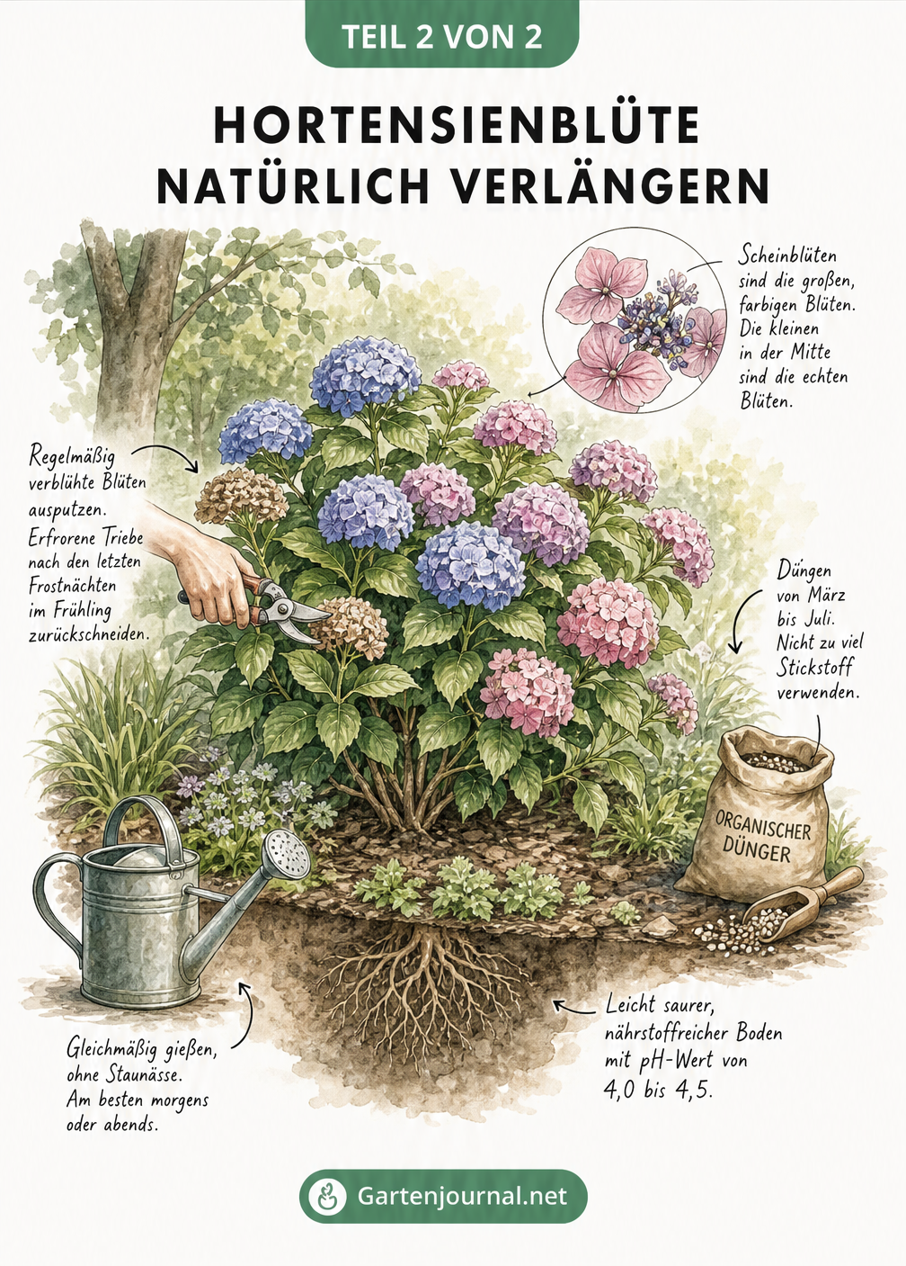 Illustration eines Hortensienstrauchs mit Pflegetipps zu Standort, Boden, Gießen, Düngen und Schnitt
