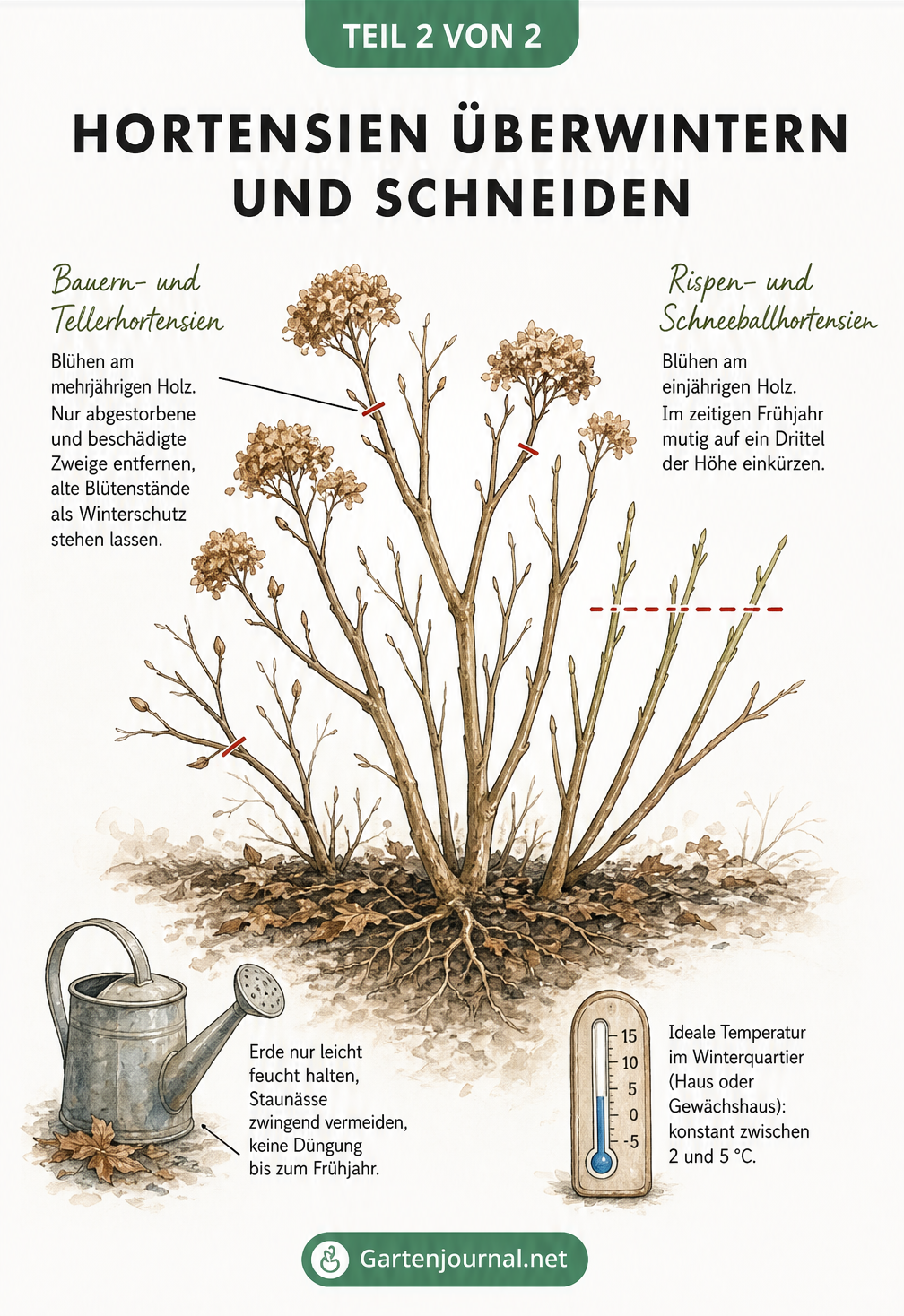Illustration eines Hortensienstrauchs mit Hinweisen zu Gießen, Temperatur und dem richtigen Rückschnitt im Frühjahr
