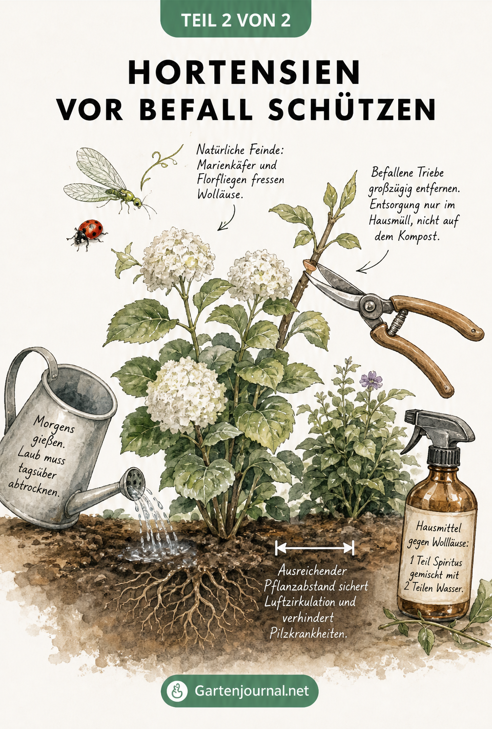 Illustration zur Pflege von Hortensien mit Gießkanne, Nützlingen, Gartenschere und Hausmittel-Spray