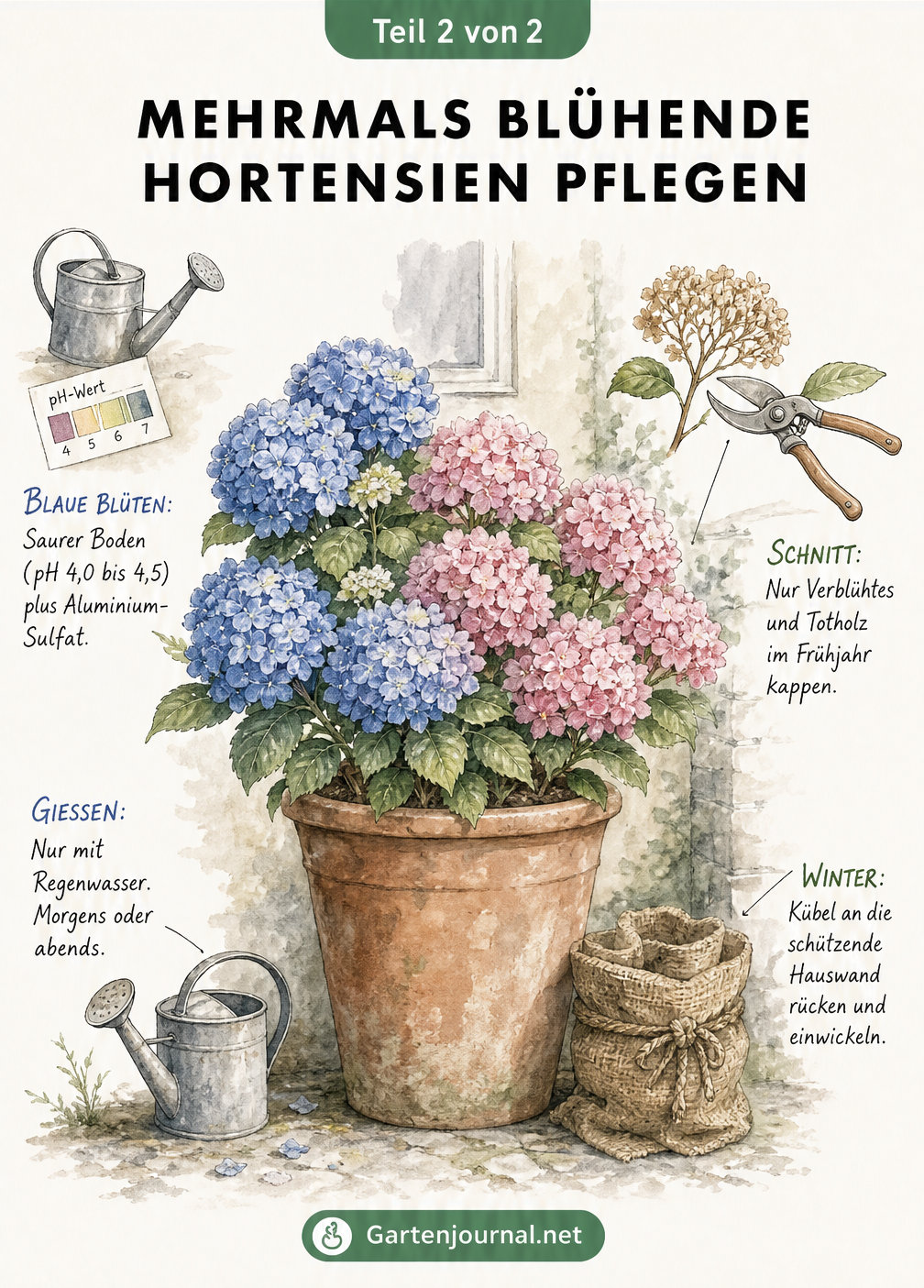 Skizze einer Hortensie im Terrakotta-Kübel mit Pflegehinweisen zu Boden, Gießen, Schnitt und Überwinterung.