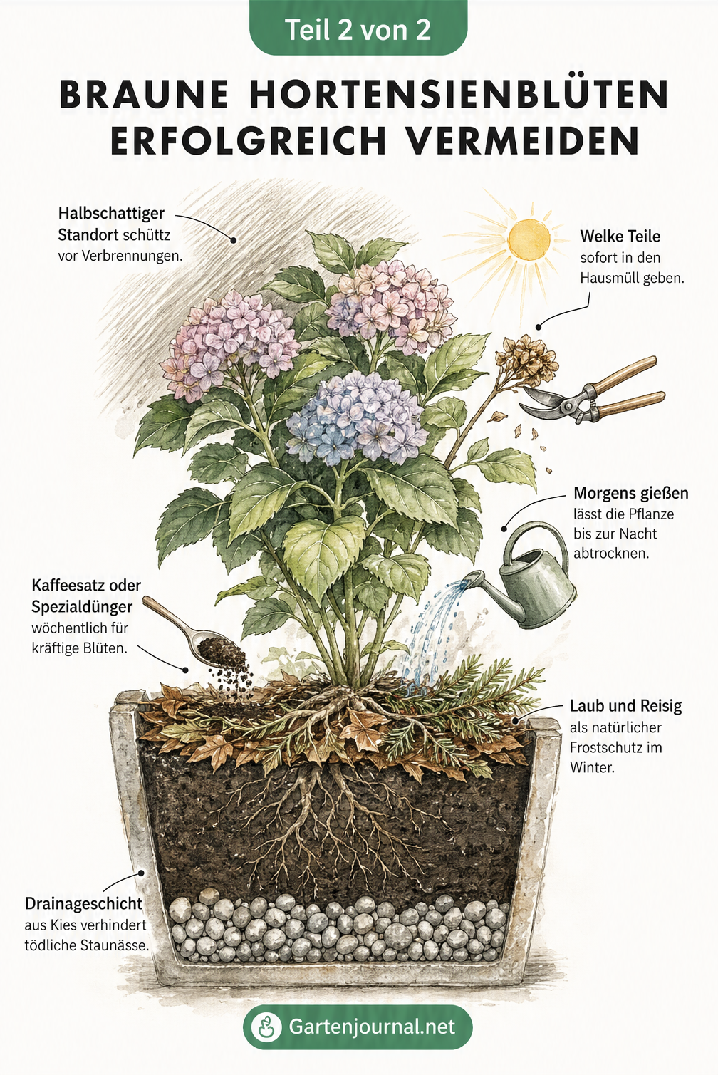 Querschnitt durch ein Pflanzgefäß mit Hortensie, der ideale Bedingungen wie Drainage, Düngung, Frostschutz und Standort zeigt