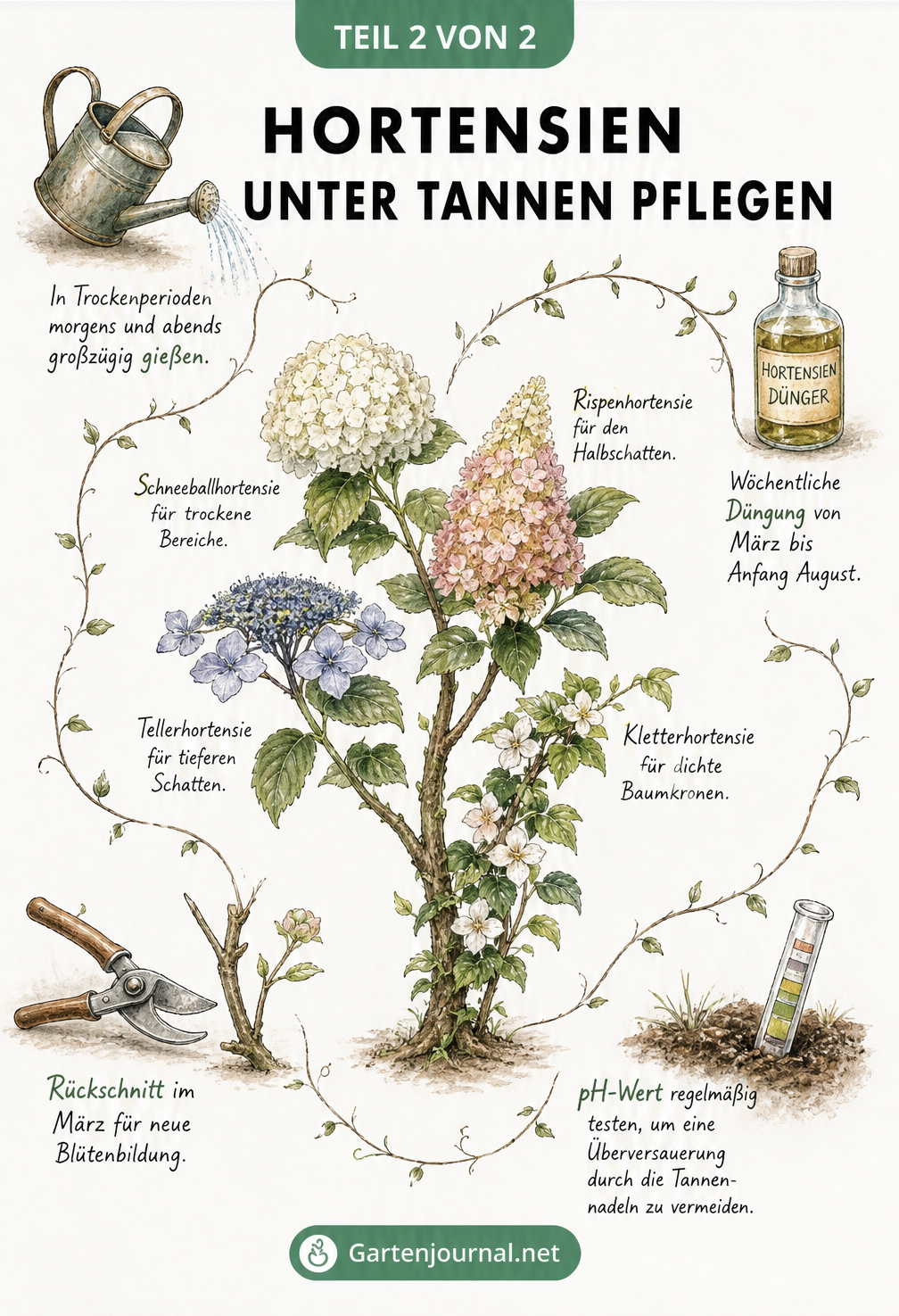 Illustration einer Hortensie mit verschiedenen Blütenformen und kleinen Vignetten zu Pflegemaßnahmen wie Gießen, Düngen, Rückschnitt und pH-Wert-Test