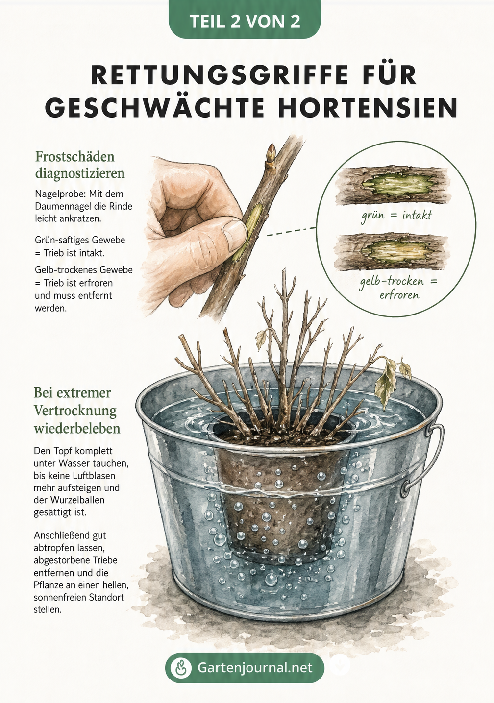 Handgezeichnete Illustrationen zur Nagelprobe bei Frostschäden und zum Wasserbad für vertrocknete Hortensien im Topf