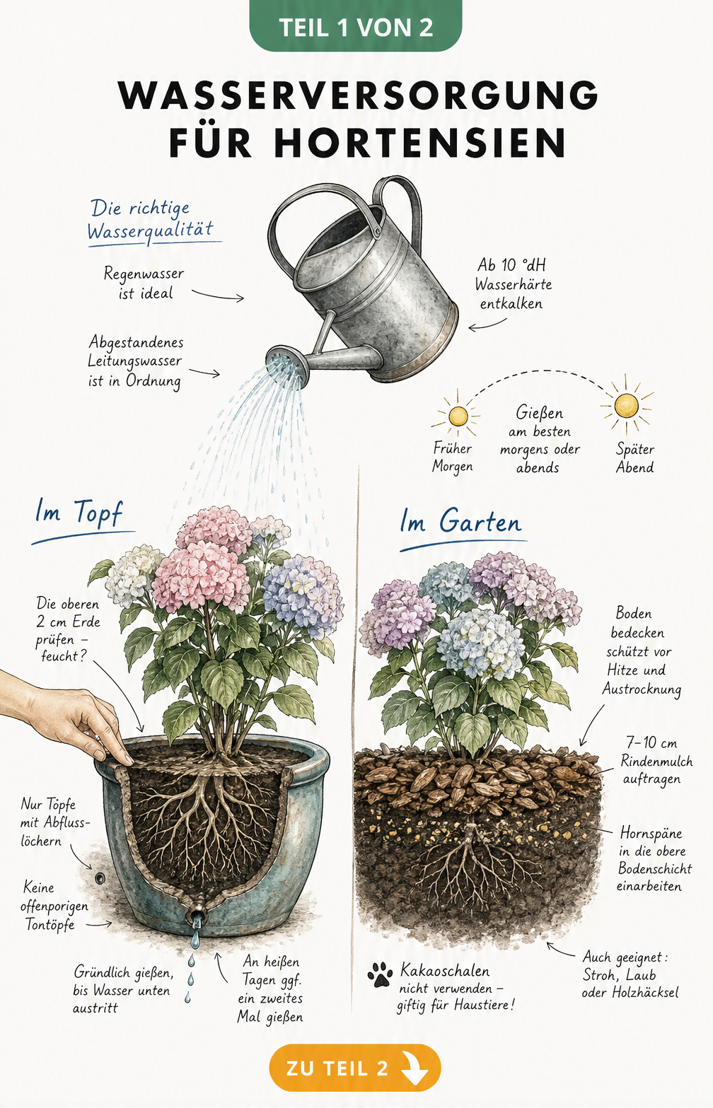 Illustration einer Gießkanne, die eine Hortensie im Topf und eine im Gartenboden bewässert, mit Hinweisen zu Wasserqualität und Mulch