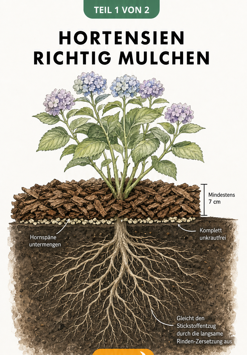 Illustration eines Erdquerschnitts mit Hortensienwurzeln, einer 7 cm dicken Rindenmulchschicht und Hornspänen