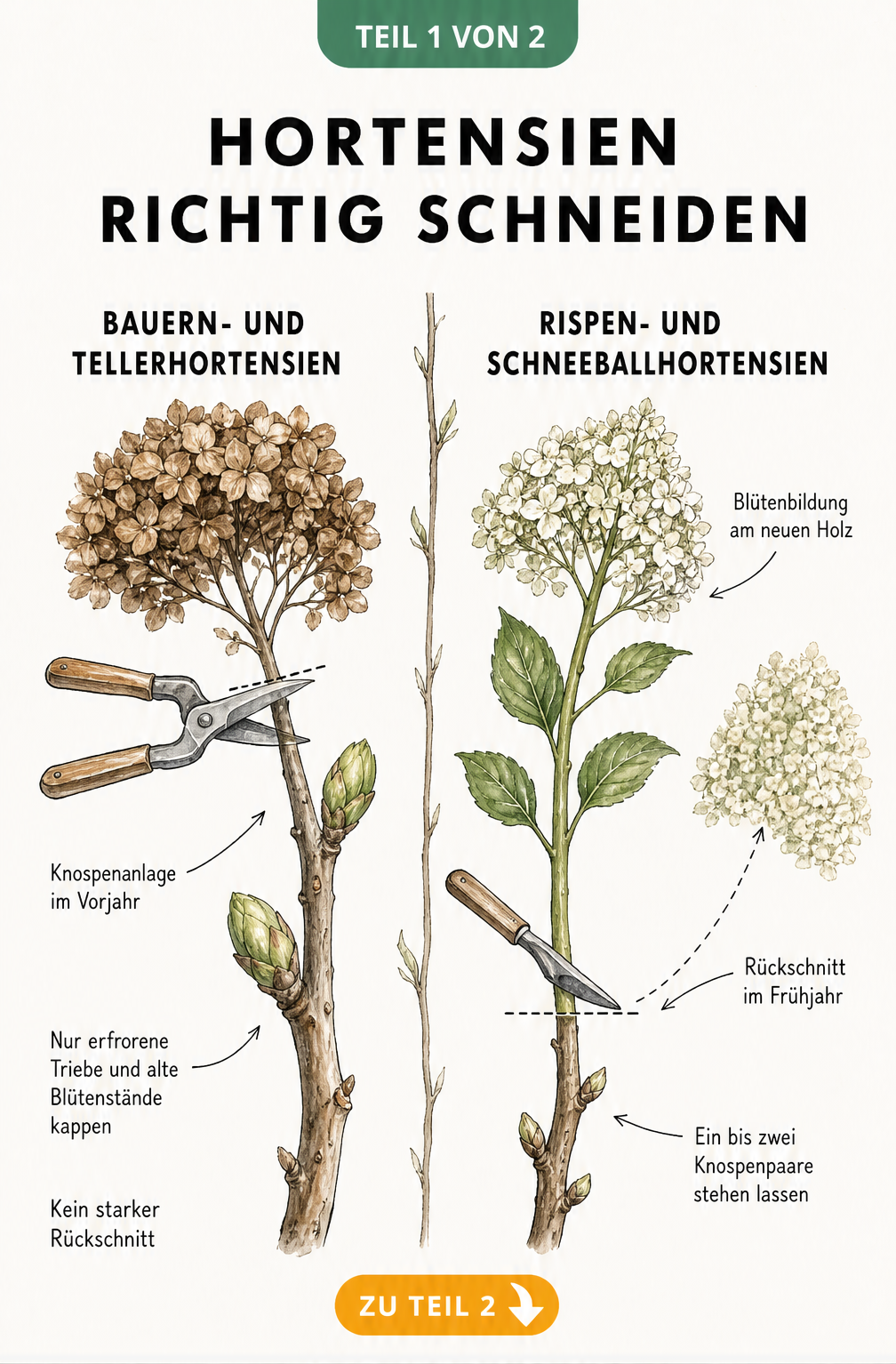 Botanische Skizze zum richtigen Rückschnitt von Bauernhortensien und Rispenhortensien