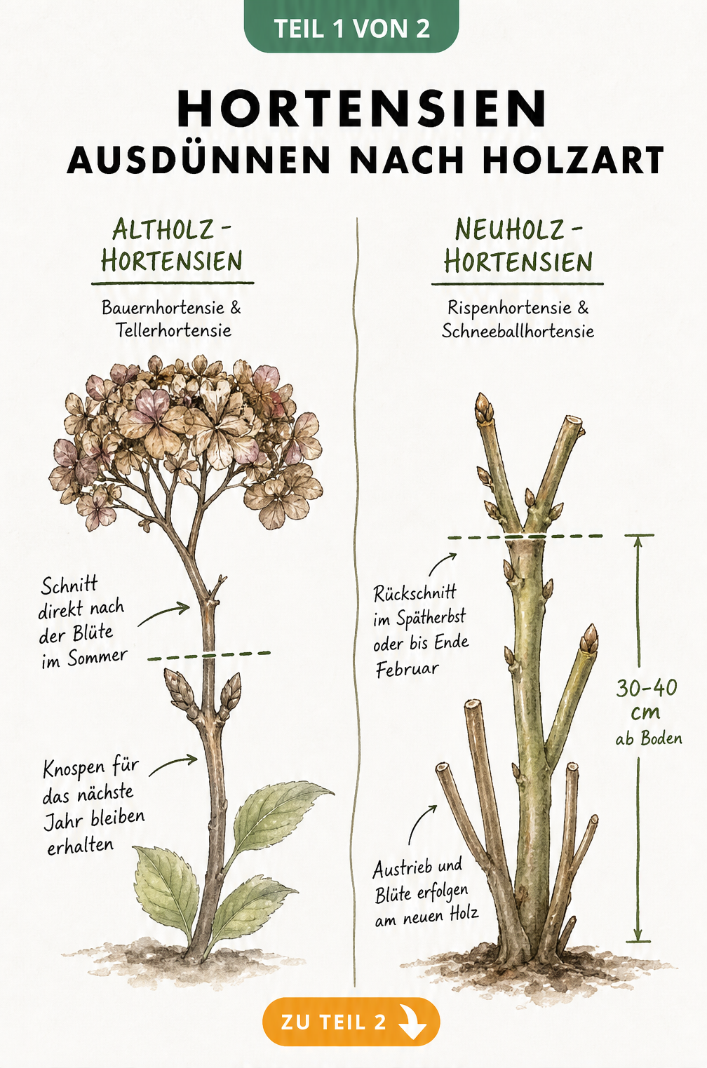Illustration eines Hortensienzweigs, die den Rückschnitt bei Altholz- und Neuholz-Hortensien vergleicht