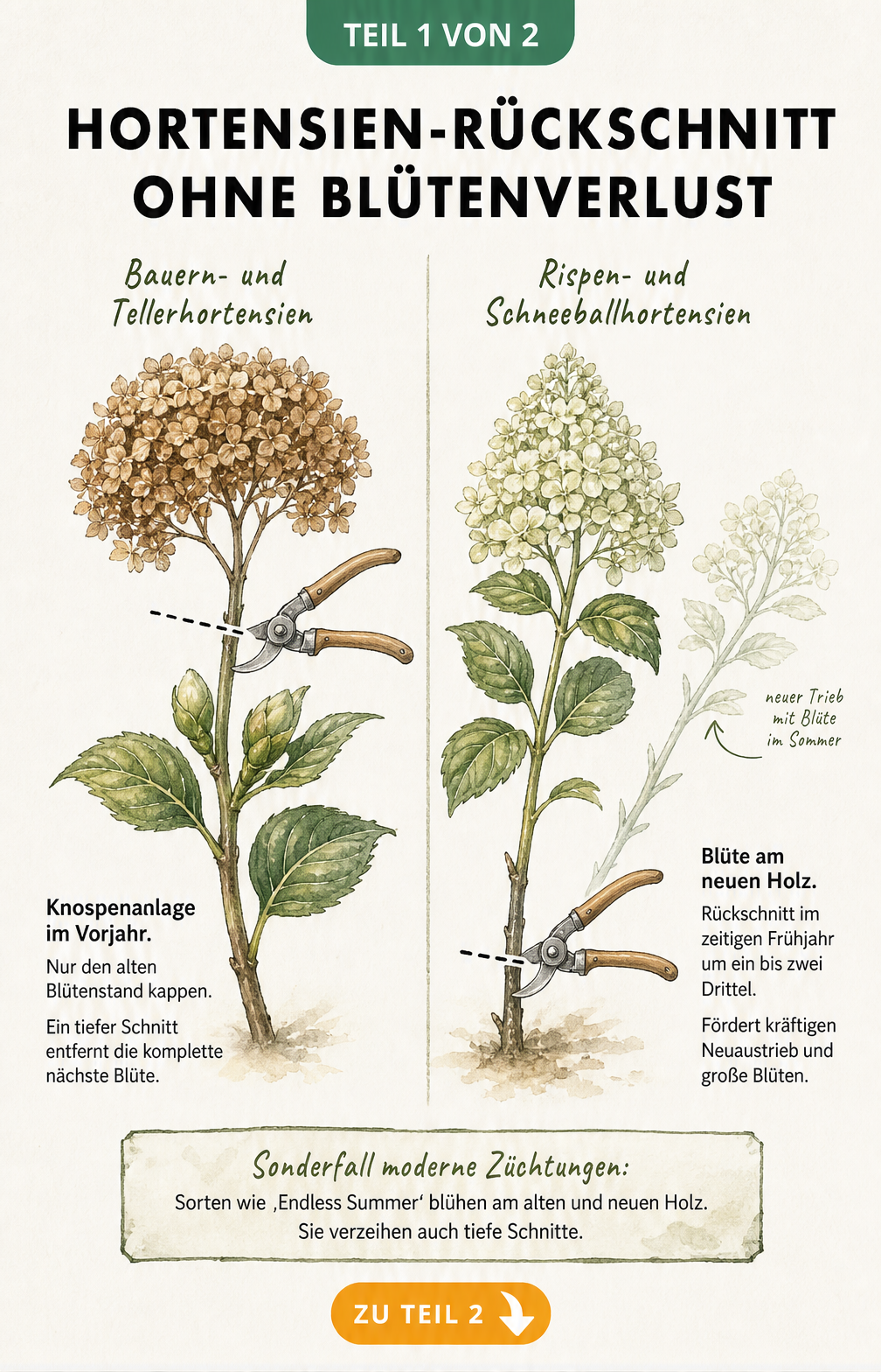 Botanische Illustration zum richtigen Rückschnitt von Bauernhortensien und Rispenhortensien im Vergleich