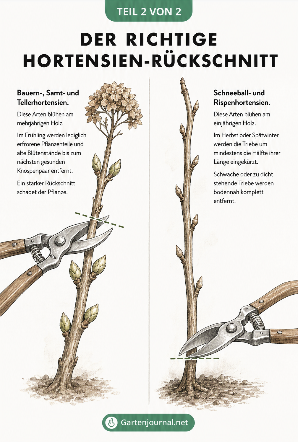 Illustration zweier Hortensienzweige, die den korrekten Rückschnitt bei mehrjährigem und einjährigem Holz zeigen