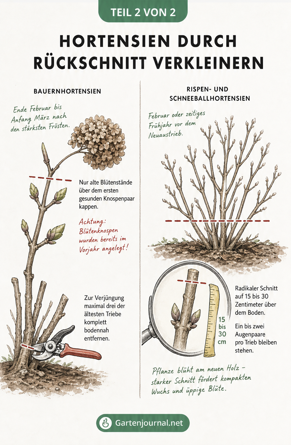 Vergleich der Schnitttechniken für Bauernhortensien und Rispenhortensien zur Verkleinerung der Pflanze.
