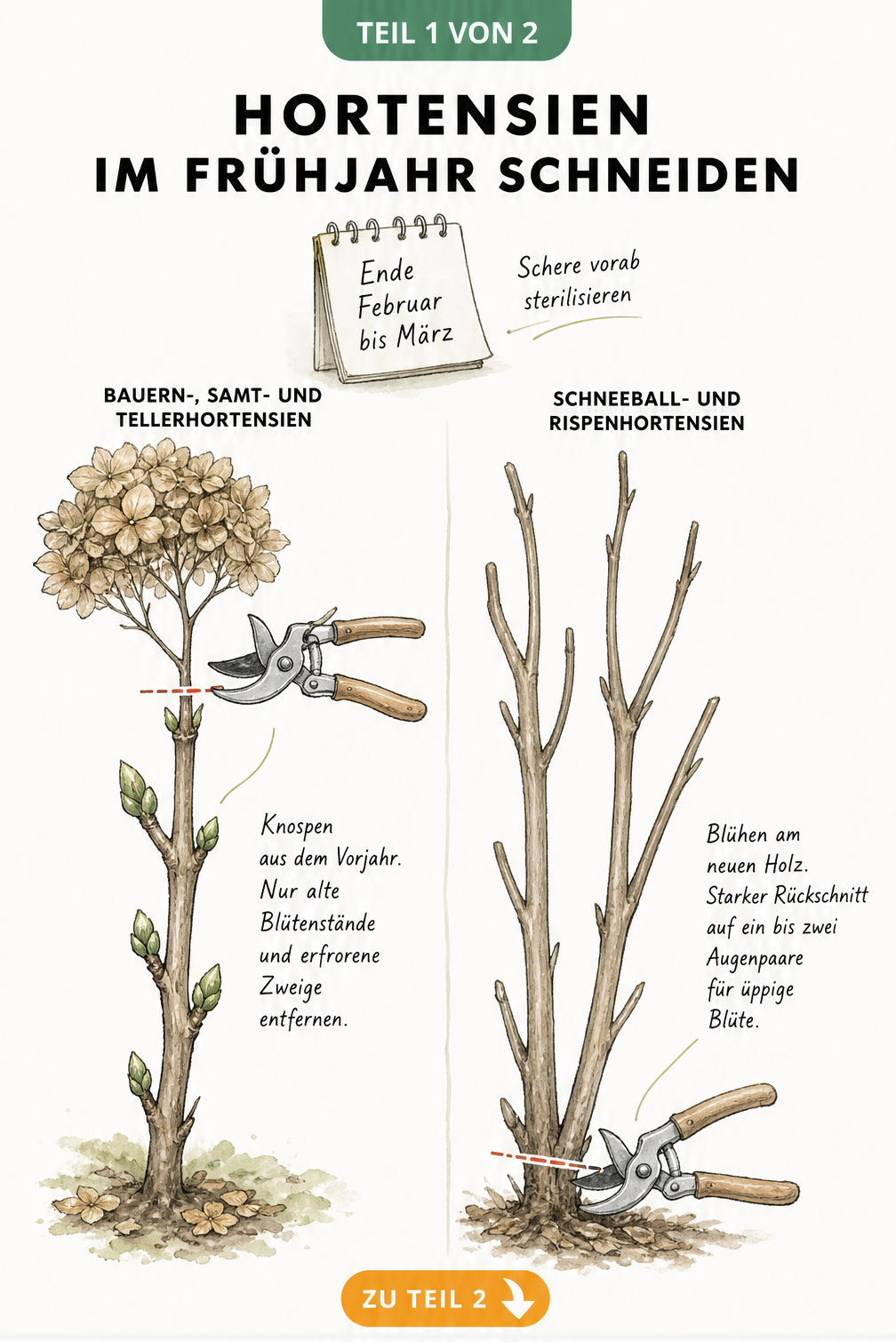 Botanische Illustration zum Rückschnitt von Hortensien im Frühjahr, unterteilt in Bauernhortensien und Rispenhortensien