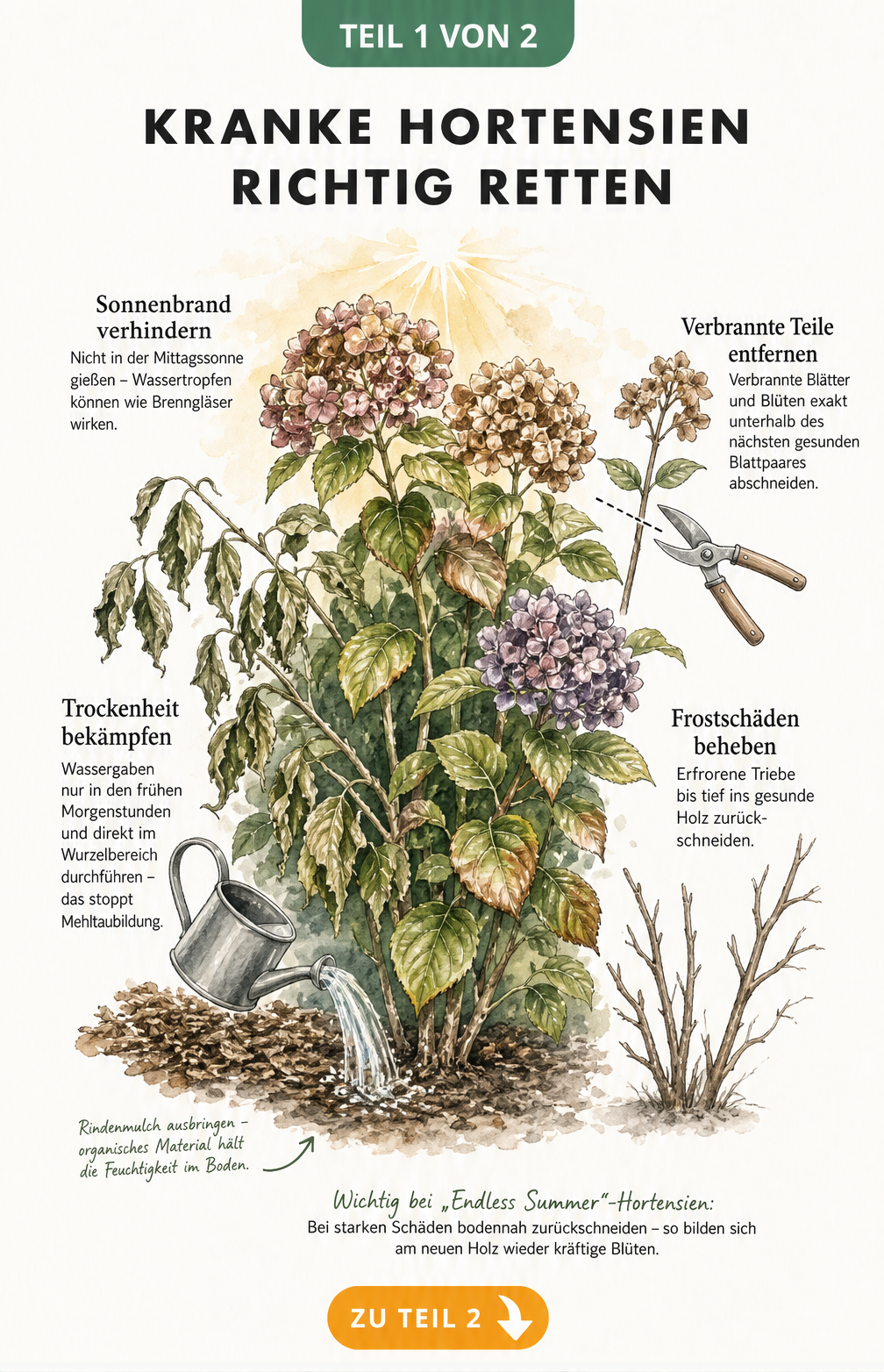 Aquarell-Zeichnung eines Hortensienstrauchs mit Symptomen von Trockenheit, Sonnenbrand und Frostschäden sowie passenden Pflegetipps