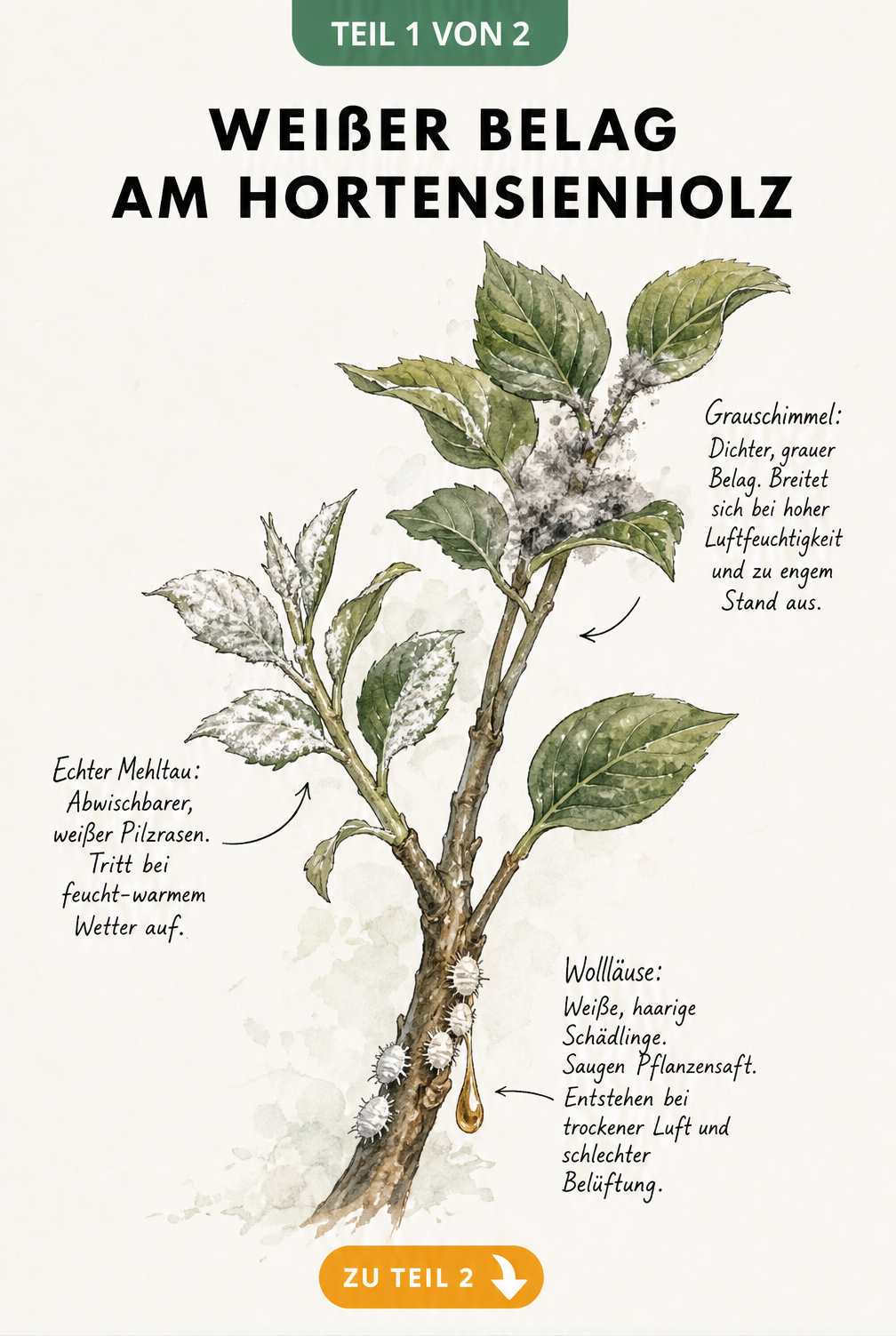 Botanische Illustration eines Hortensienzweigs mit Schadbildern von Wollläusen, Echtem Mehltau und Grauschimmel