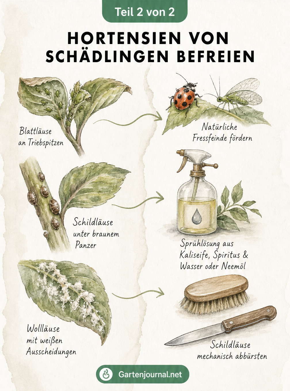 Skizzen von Blattläusen, Schildläusen und Wollläusen an Hortensienblättern mit passenden natürlichen Gegenmaßnahmen wie Marienkäfern und Sprühlösungen.