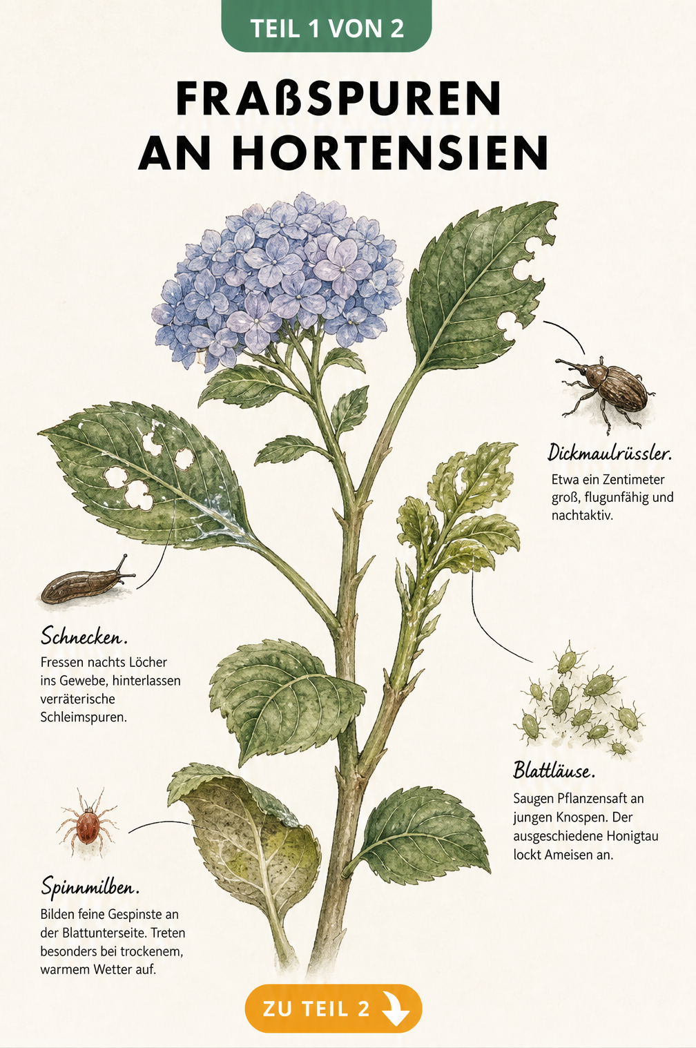 Illustration verschiedener Fraßspuren an Hortensienblättern durch Dickmaulrüssler, Schnecken, Blattläuse und Spinnmilben