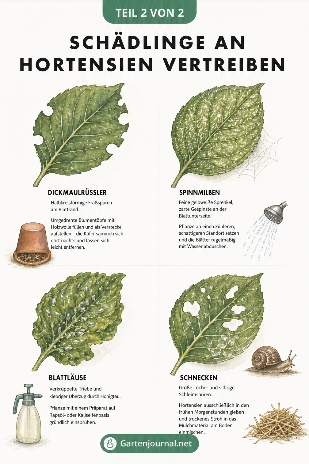 Illustration von vier Hortensienblättern mit Fraßspuren von Dickmaulrüssler, Spinnmilben, Blattläusen und Schnecken sowie natürlichen Tipps zur Bekämpfung.