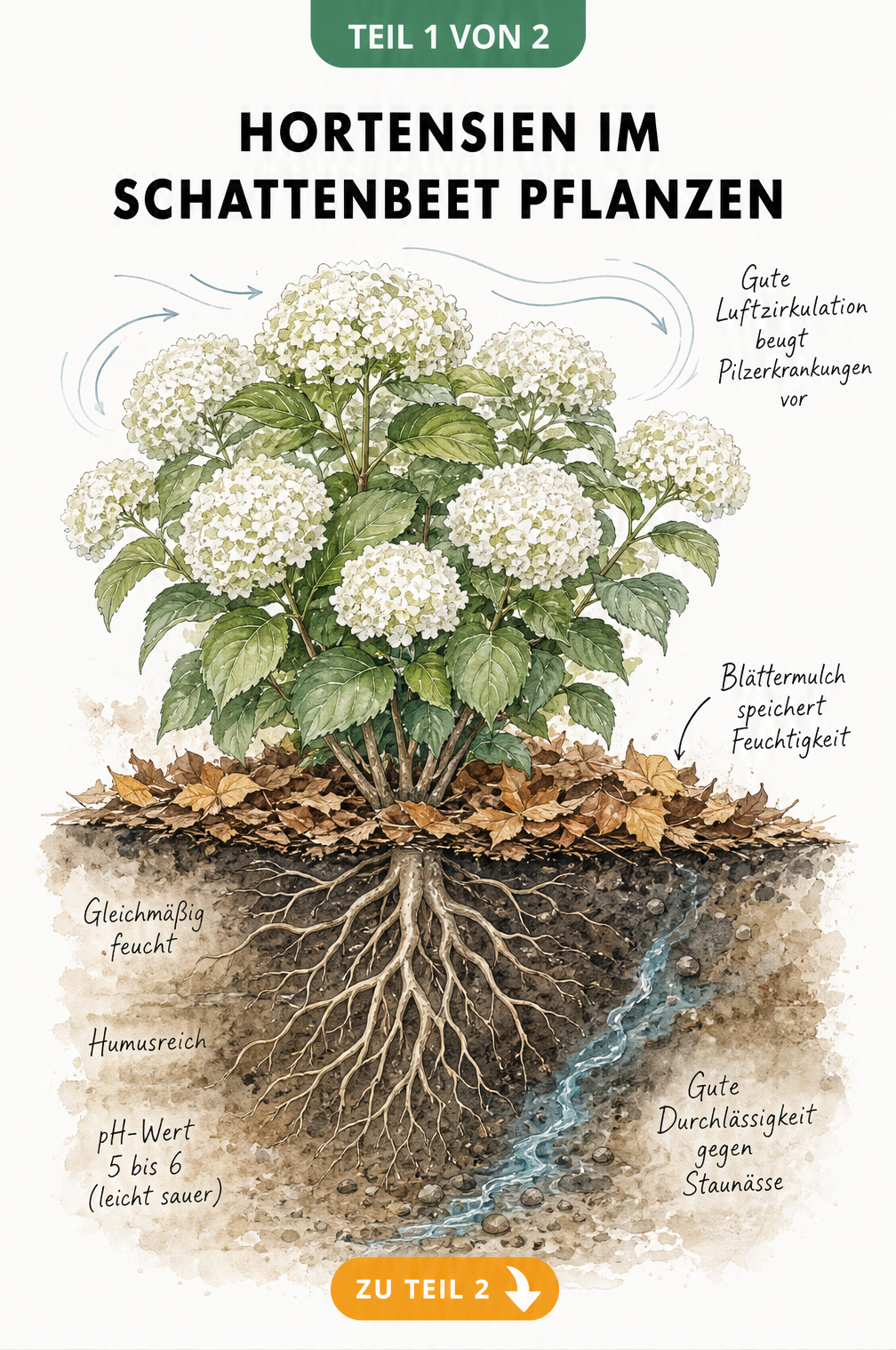 Botanische Schnittgrafik einer Schneeball-Hortensie mit Wurzelbereich, Bodenansprüchen und Blättermulch