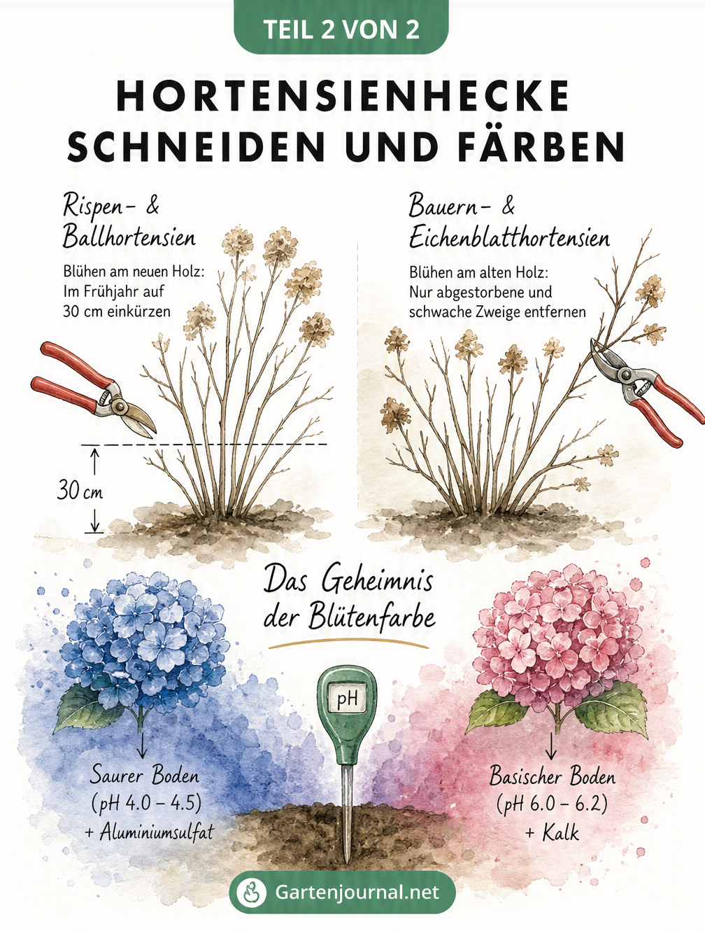 Skizze zum Rückschnitt von Hortensien und zur Beeinflussung der Blütenfarbe durch den pH-Wert des Bodens