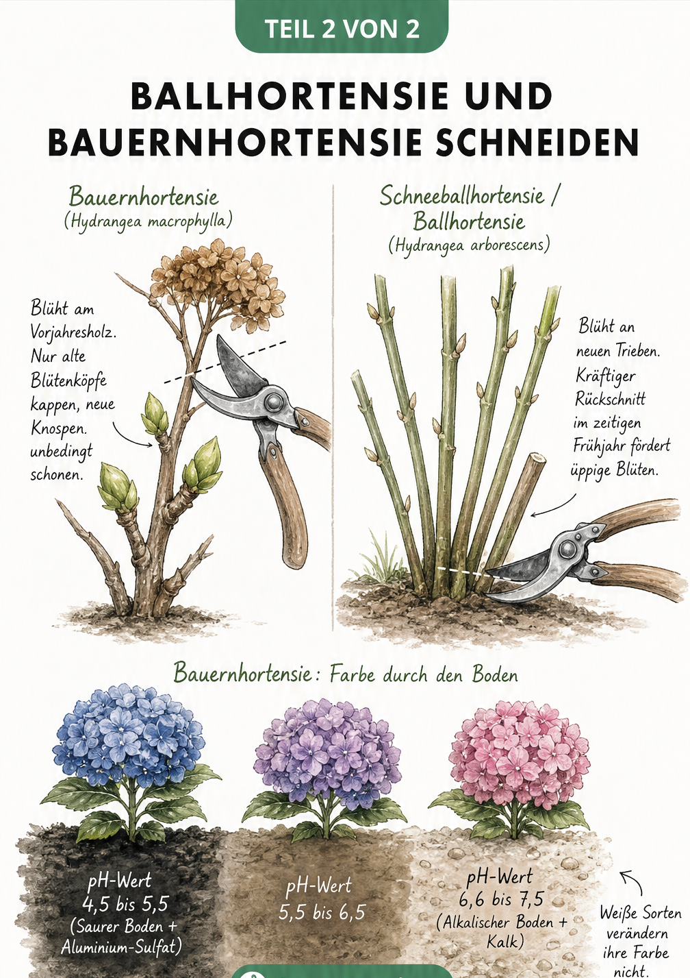 Zeichnung zum richtigen Rückschnitt von Bauernhortensie und Ballhortensie sowie dem Einfluss des pH-Werts auf die Blütenfarbe