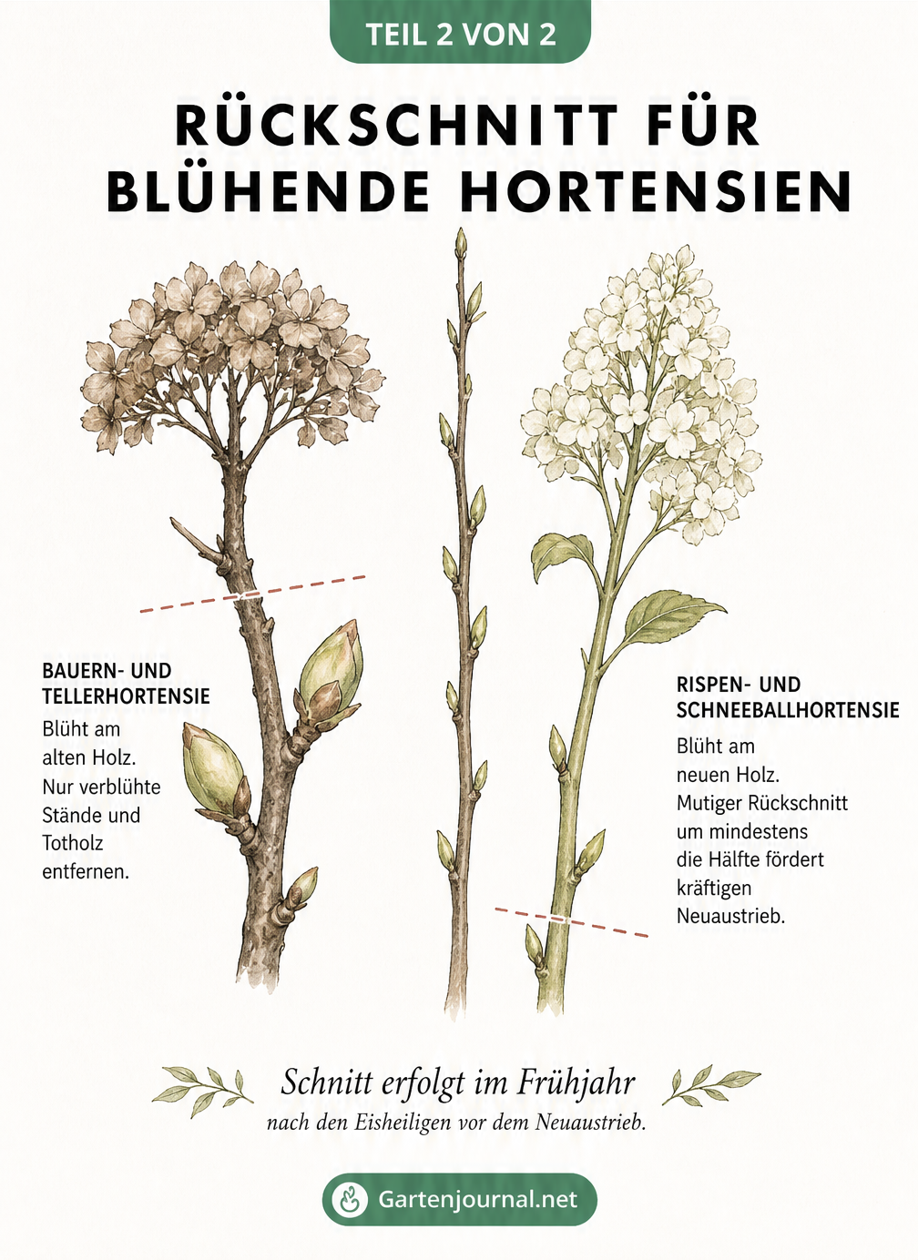 Gegenüberstellung des Rückschnitts von Bauernhortensien und Rispenhortensien mit Markierung der Schnittstellen.