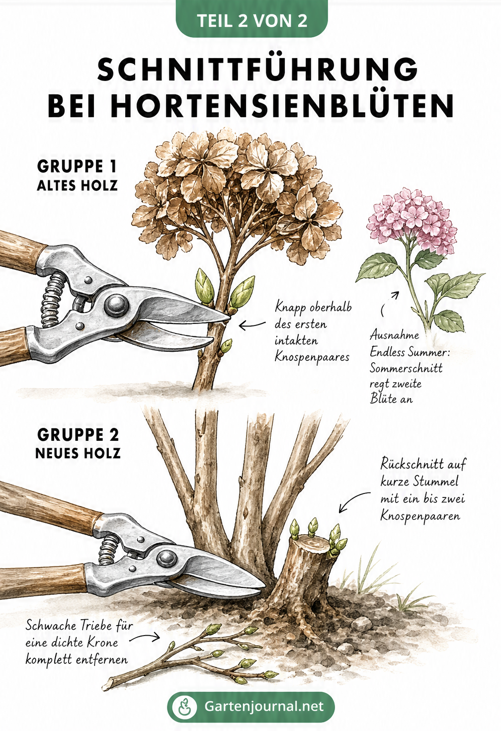 Bleistiftskizze einer Gartenschere, die Hortensienzweige oberhalb der Knospen oder als radikalen Rückschnitt durchtrennt