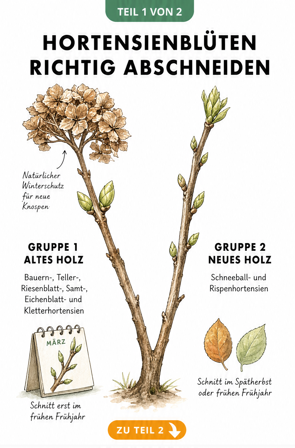Aquarell-Zeichnung von Hortensienzweigen, die den Unterschied zwischen altem und neuem Holz beim Schnitt zeigen