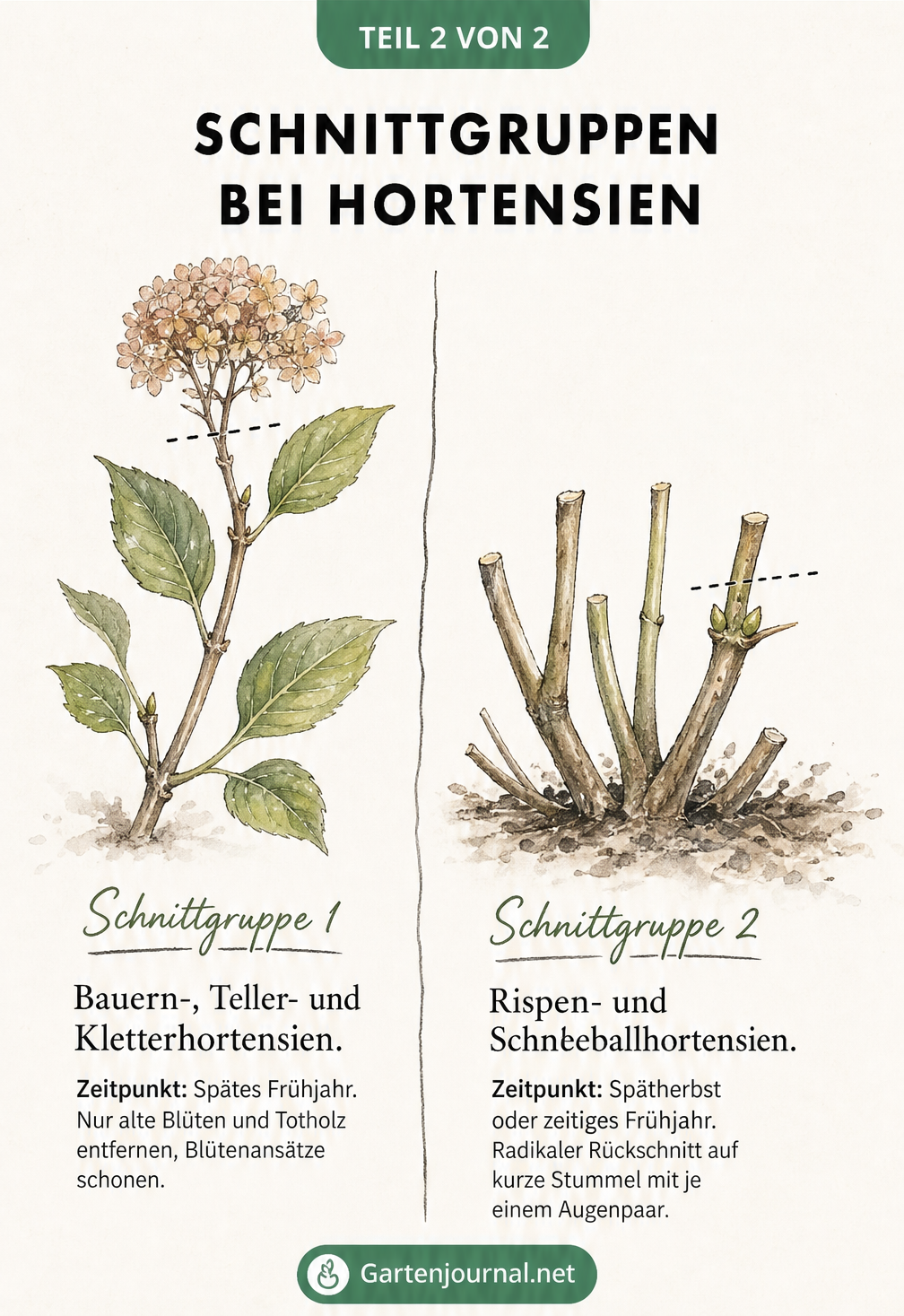 Illustration der zwei Schnittgruppen bei Hortensien mit Beispielen für den Rückschnitt