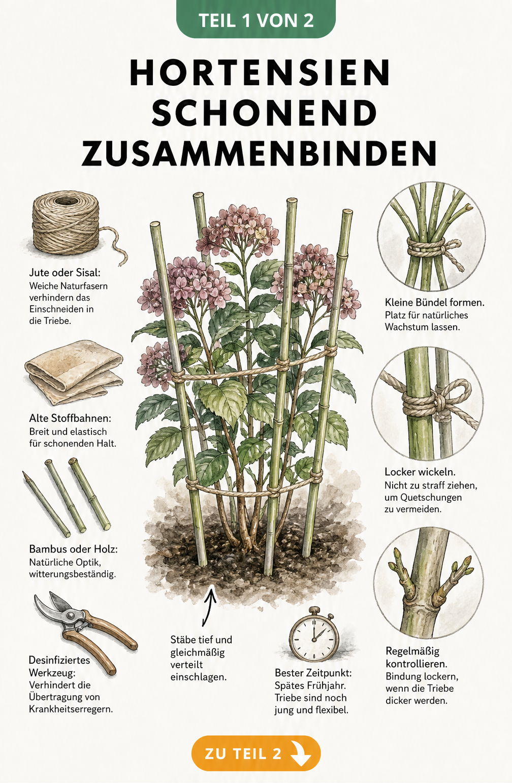 Handgezeichnete Illustration einer Hortensie im Beet, die mit Bambusstäben und Naturschnur schonend zusammengebunden wird, inklusive Detailansichten der...