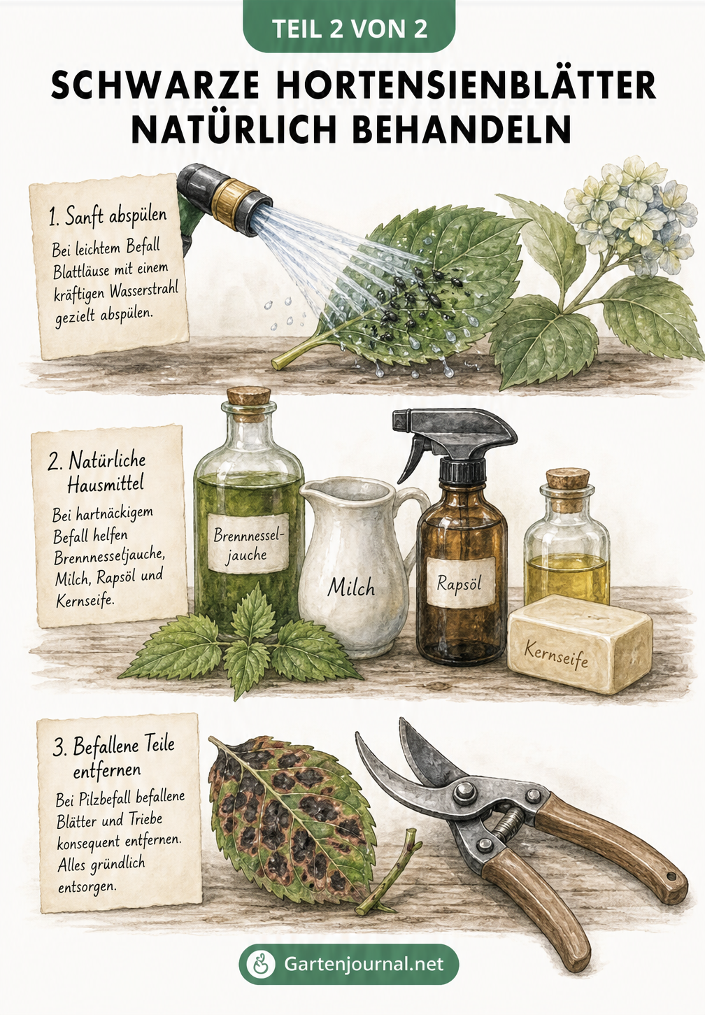 Illustration natürlicher Hausmittel gegen schwarze Hortensienblätter: Wasserstrahl, Brennnesselsud, Rapsöl, Kernseife und Gartenschere