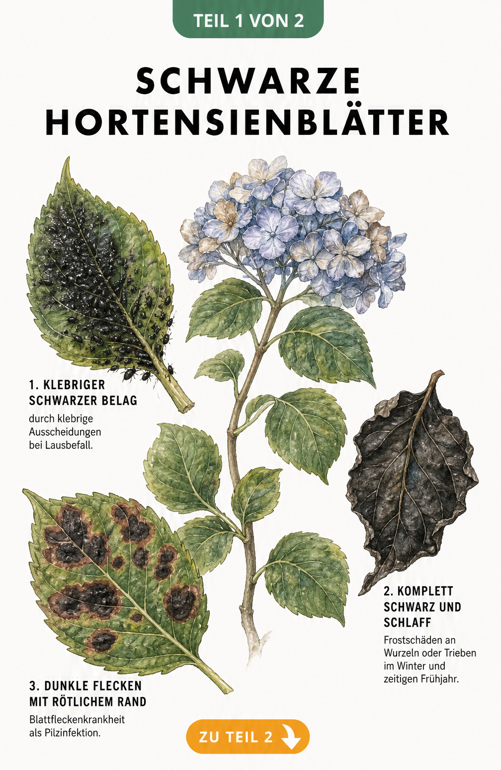 Botanische Illustration von Hortensienblättern mit Schadbildern wie Blattläusen, Frostschäden und Blattfleckenkrankheit