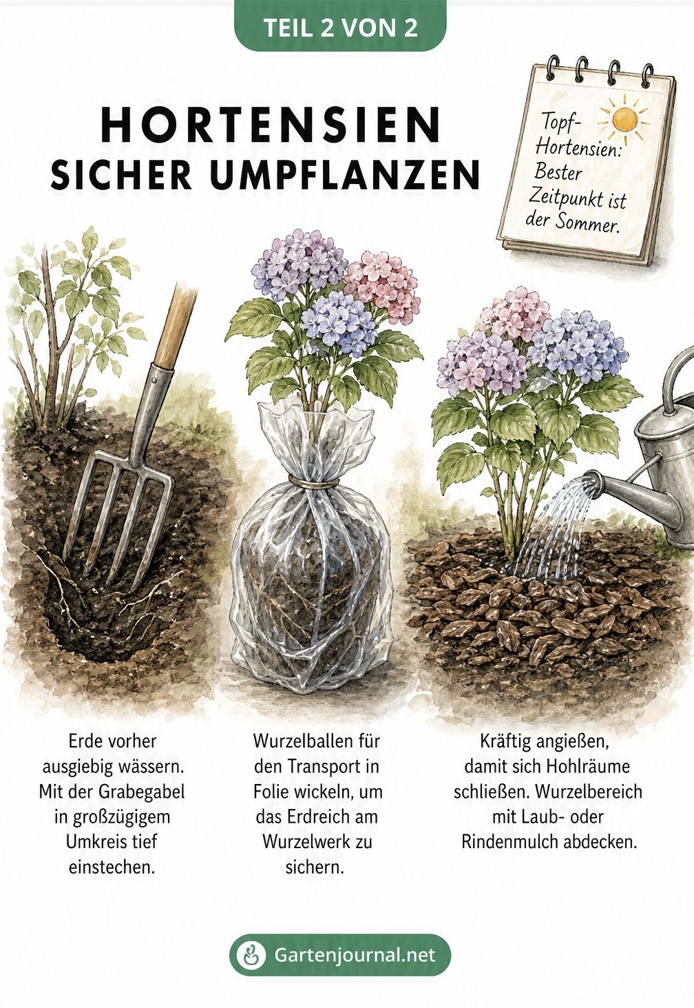Hortensien sicher umpflanzen als Infografik