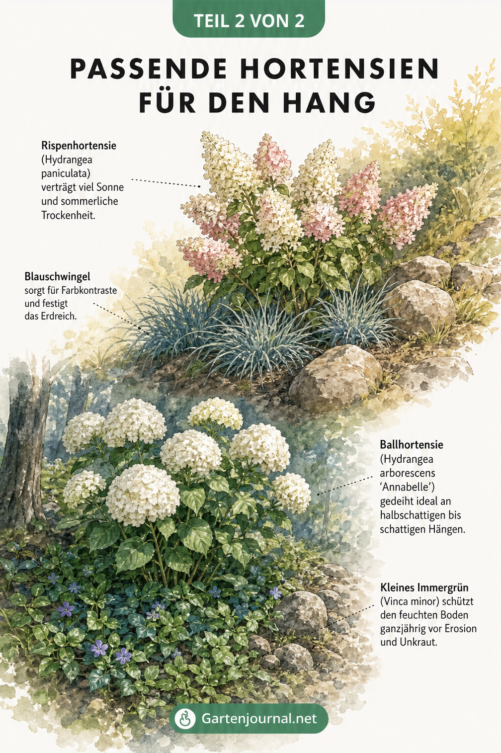 Illustration von Rispenhortensie in der Sonne und Ballhortensie im Schatten am Hang