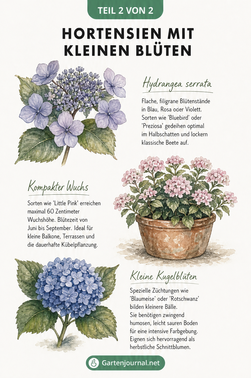 Aquarell-Zeichnungen von Teller-Hortensie, Zwerg-Hortensie und Bauernhortensie mit natürlich kleinen Blüten