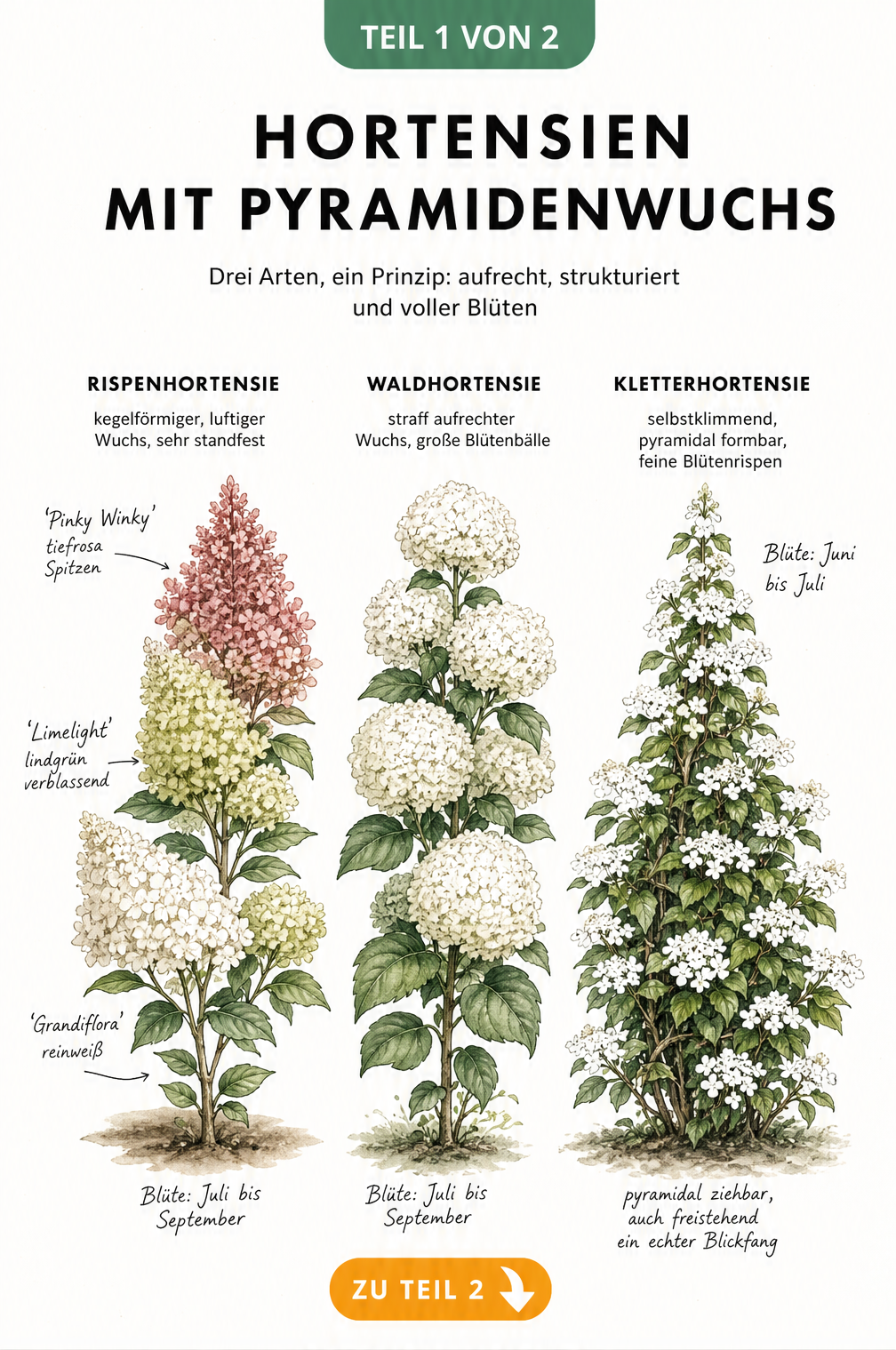 Illustration von drei Hortensien-Sorten mit pyramidenförmigem Wuchs: Rispenhortensie, Waldhortensie und Kletterhortensie im Vergleich