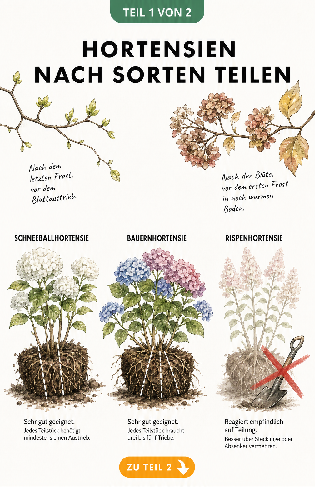 Botanische Illustration von Hortensienzweigen im Frühjahr und Herbst sowie Wurzelballen von Schneeballhortensie, Bauernhortensie und Rispenhortensie.