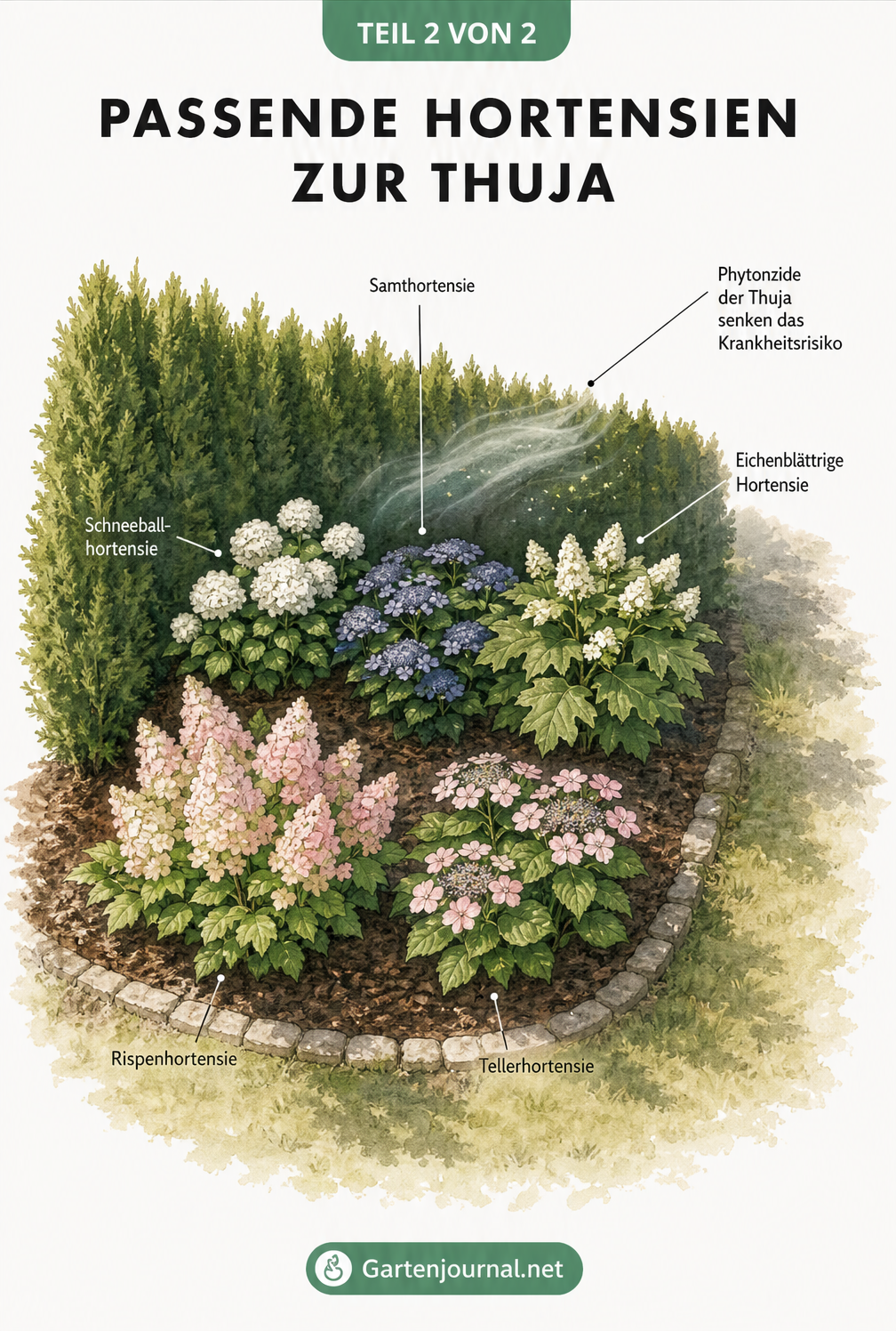 Isometrische Ansicht eines Gartenbeets mit Thujahecke und verschiedenen Hortensienarten in Sonne und Schatten