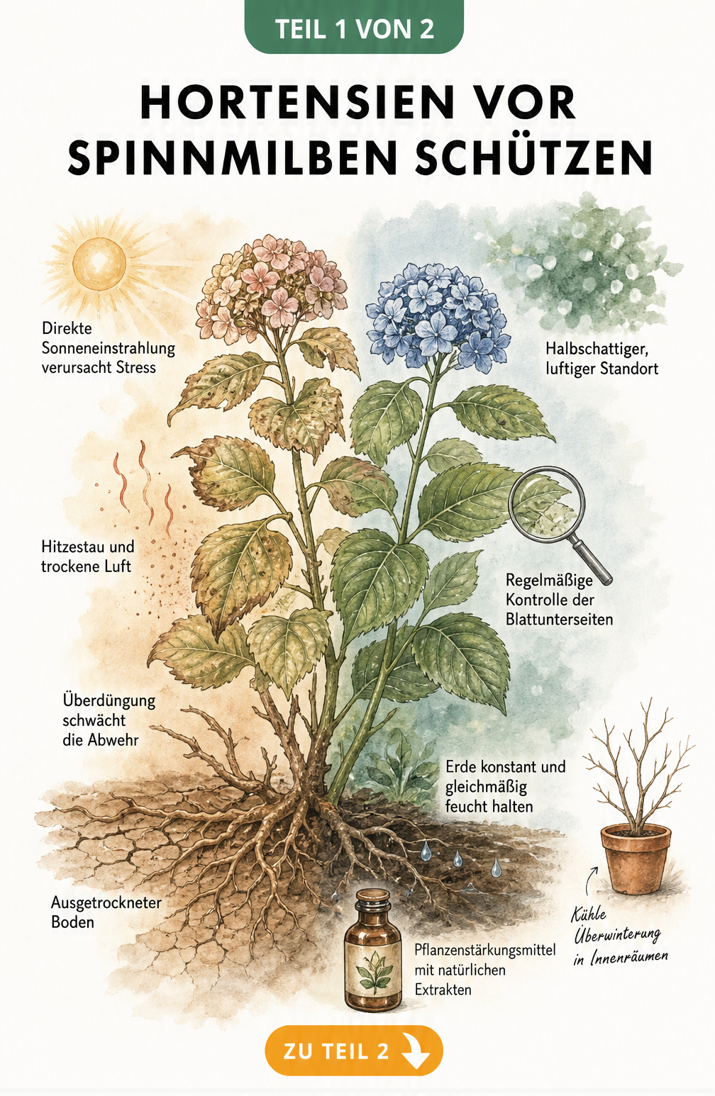 Botanische Illustration eines Hortensienstrauchs, der die Ursachen für Spinnmilbenbefall wie Trockenheit und Hitze sowie Vorbeugungsmaßnahmen wie Halbschatten...