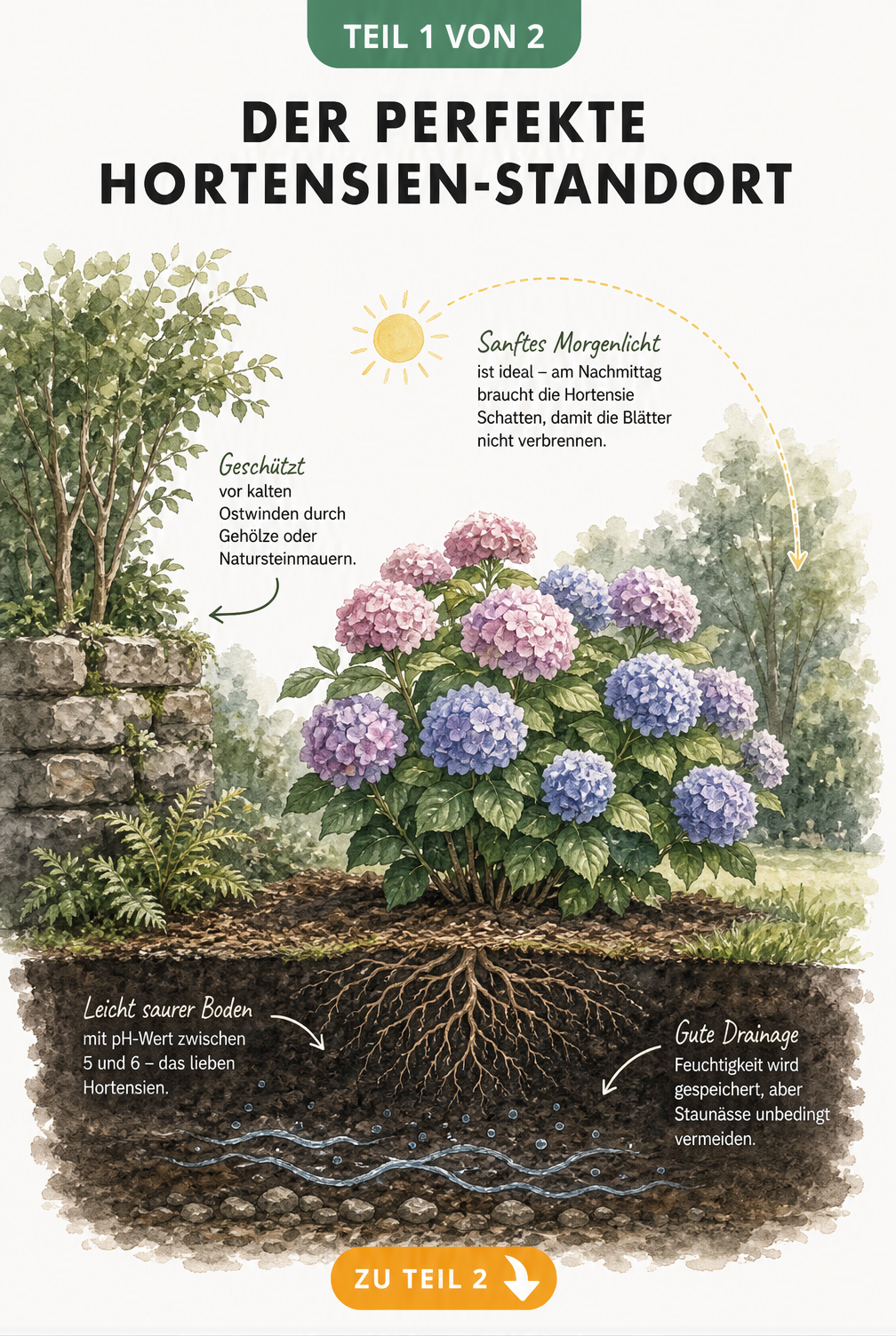 Illustration einer Hortensie im Garten mit Sonnenbahn, Gehölz als Windschutz und Querschnitt des humosen, leicht sauren Bodens