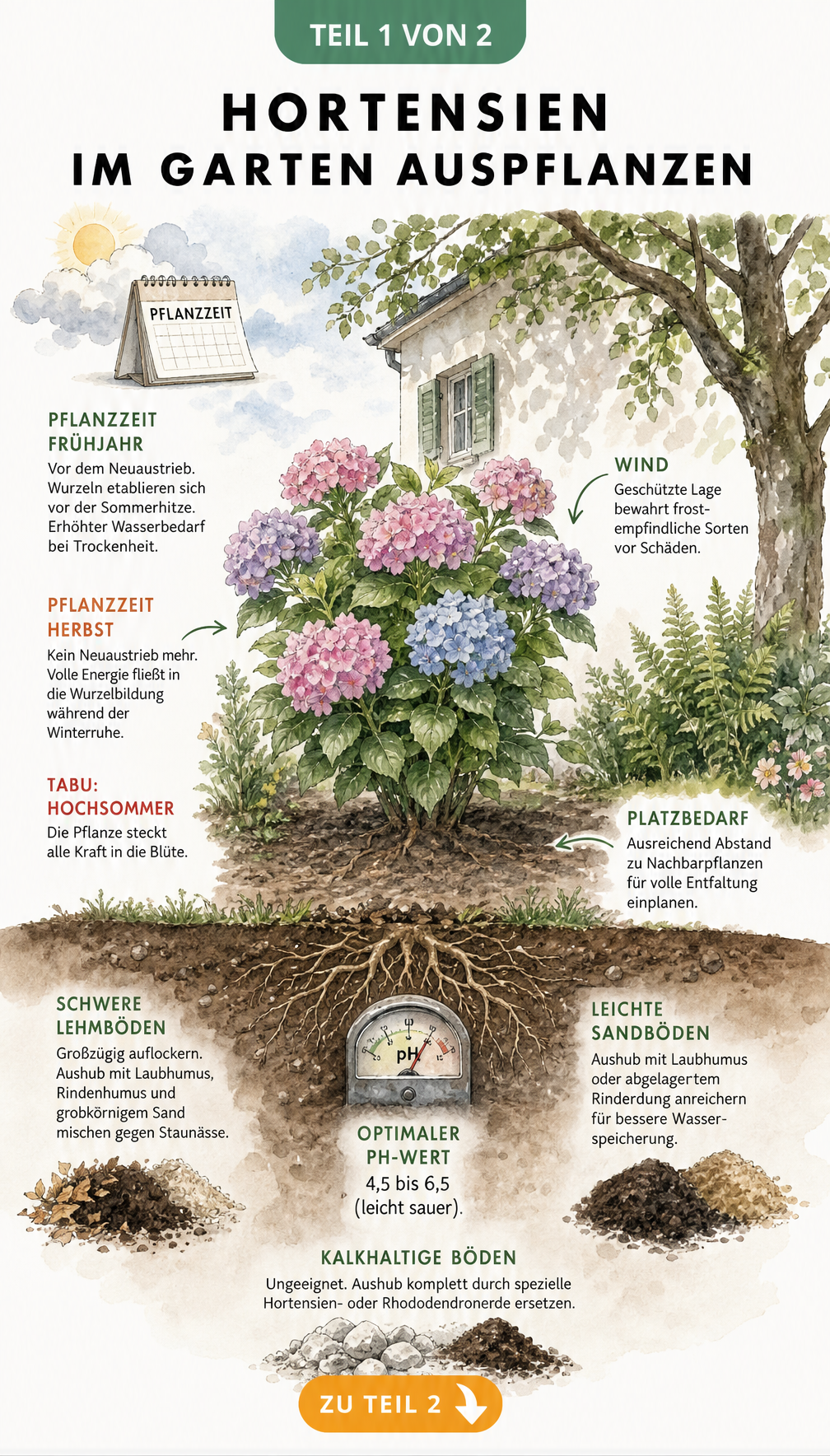 Illustration einer Hortensie mit Angaben zu Pflanzzeit, Lichtbedarf und Bodenbeschaffenheit