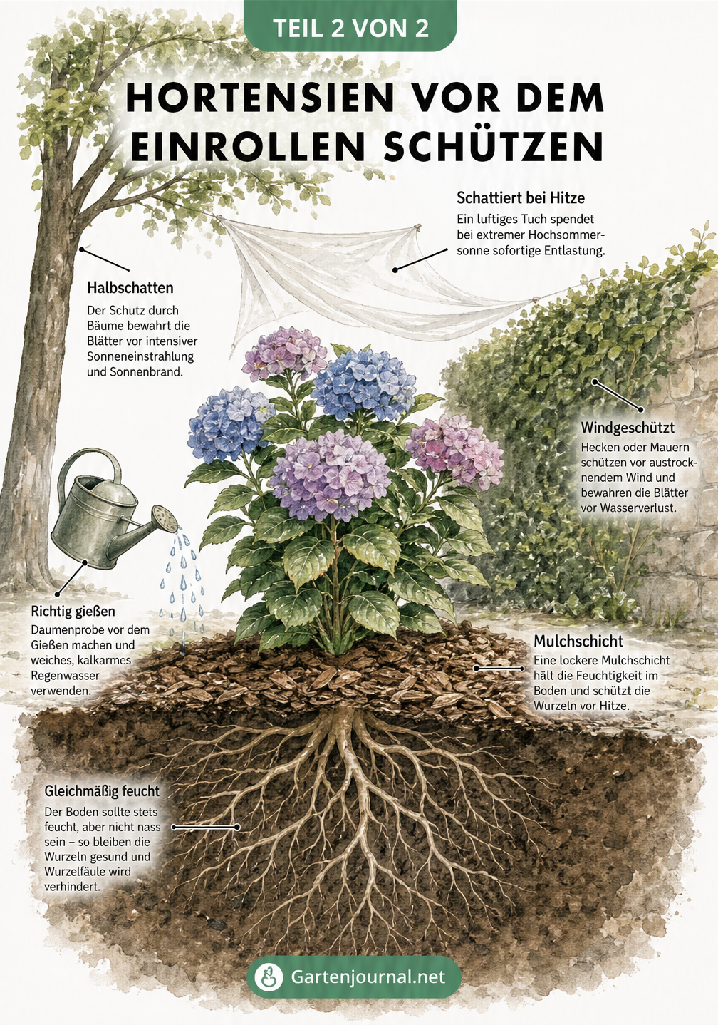 Querschnitt eines Gartenbeets mit einer gesunden Hortensie, die durch Halbschatten, Windschutz, Mulchschicht und richtige Bewässerung vor dem Einrollen der...