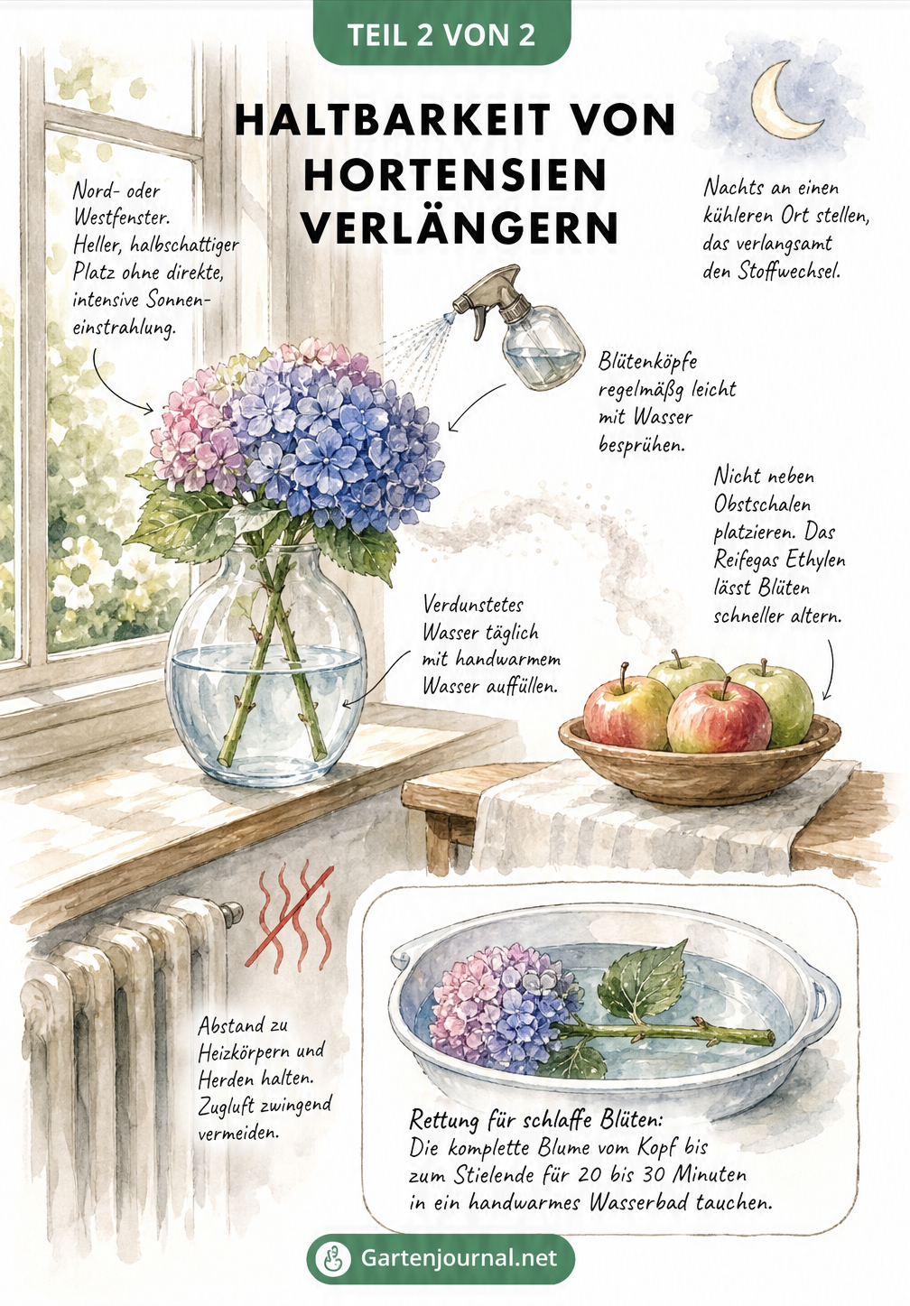 Aquarell-Illustration eines Raumes mit Hortensien auf dem Fensterbrett, die den idealen Standort ohne direkte Sonne und Zugluft zeigt.