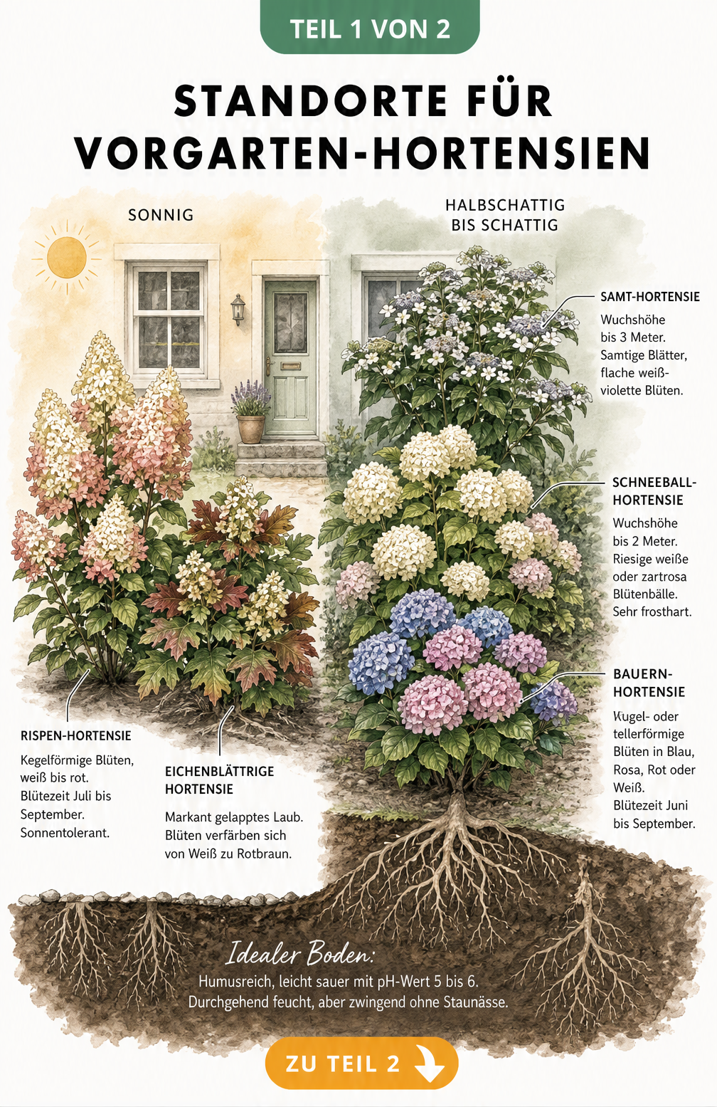 Illustration eines Vorgartens mit verschiedenen Hortensien-Arten an sonnigen und schattigen Standorten
