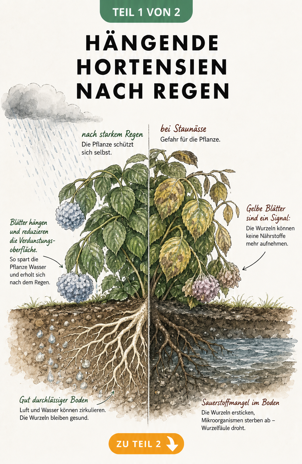 Botanische Illustration einer Hortensie im Querschnitt, die links den natürlichen Schutzmechanismus bei Regen und rechts die Folgen von Staunässe an Wurzeln...