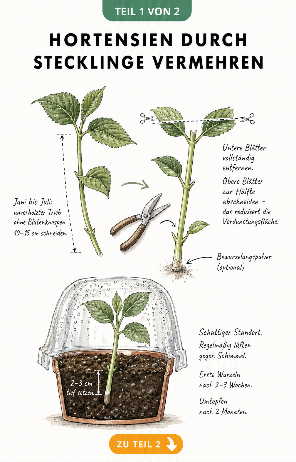 Botanische Illustration zur Vermehrung von Hortensien durch Stecklinge, vom Triebschnitt bis zur Jungpflanze im Anzuchttopf.