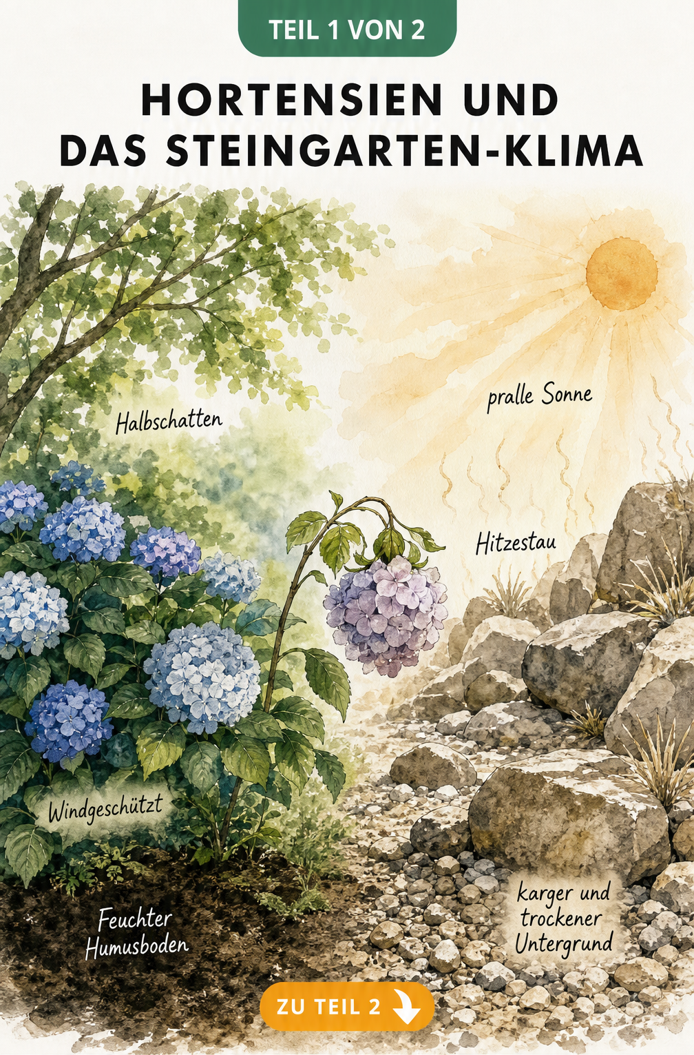 Illustration der idealen Bedingungen für Hortensien im Vergleich zum trockenen Steingarten-Klima