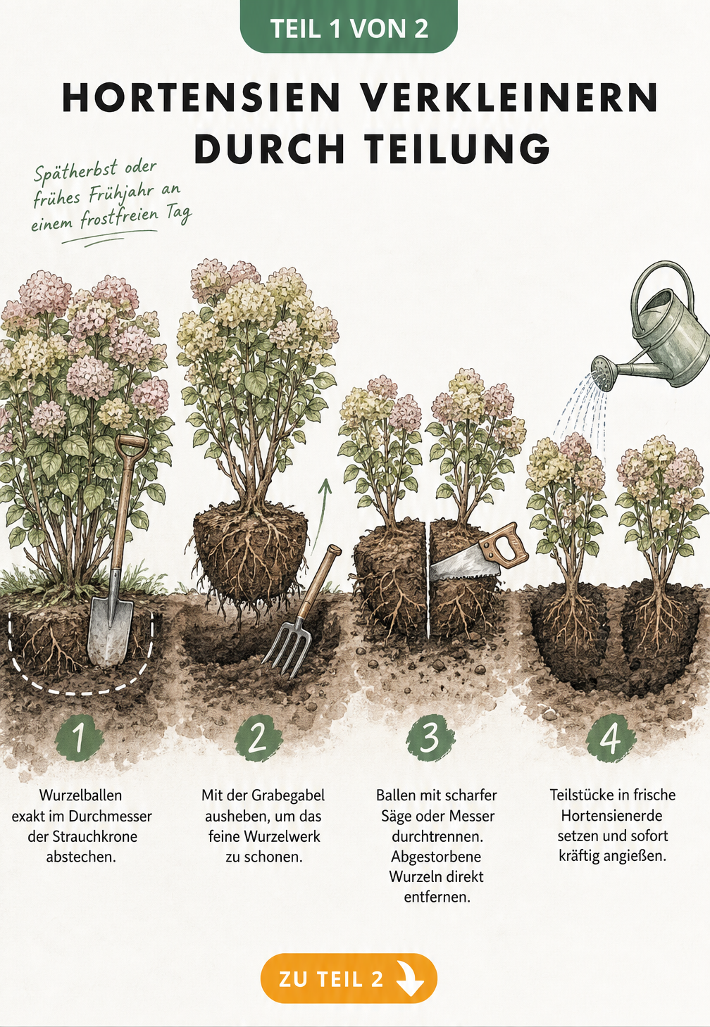Illustration der vier Schritte zur Verkleinerung einer Hortensie durch Teilung: Abstechen, Ausheben, Durchtrennen und Einpflanzen.